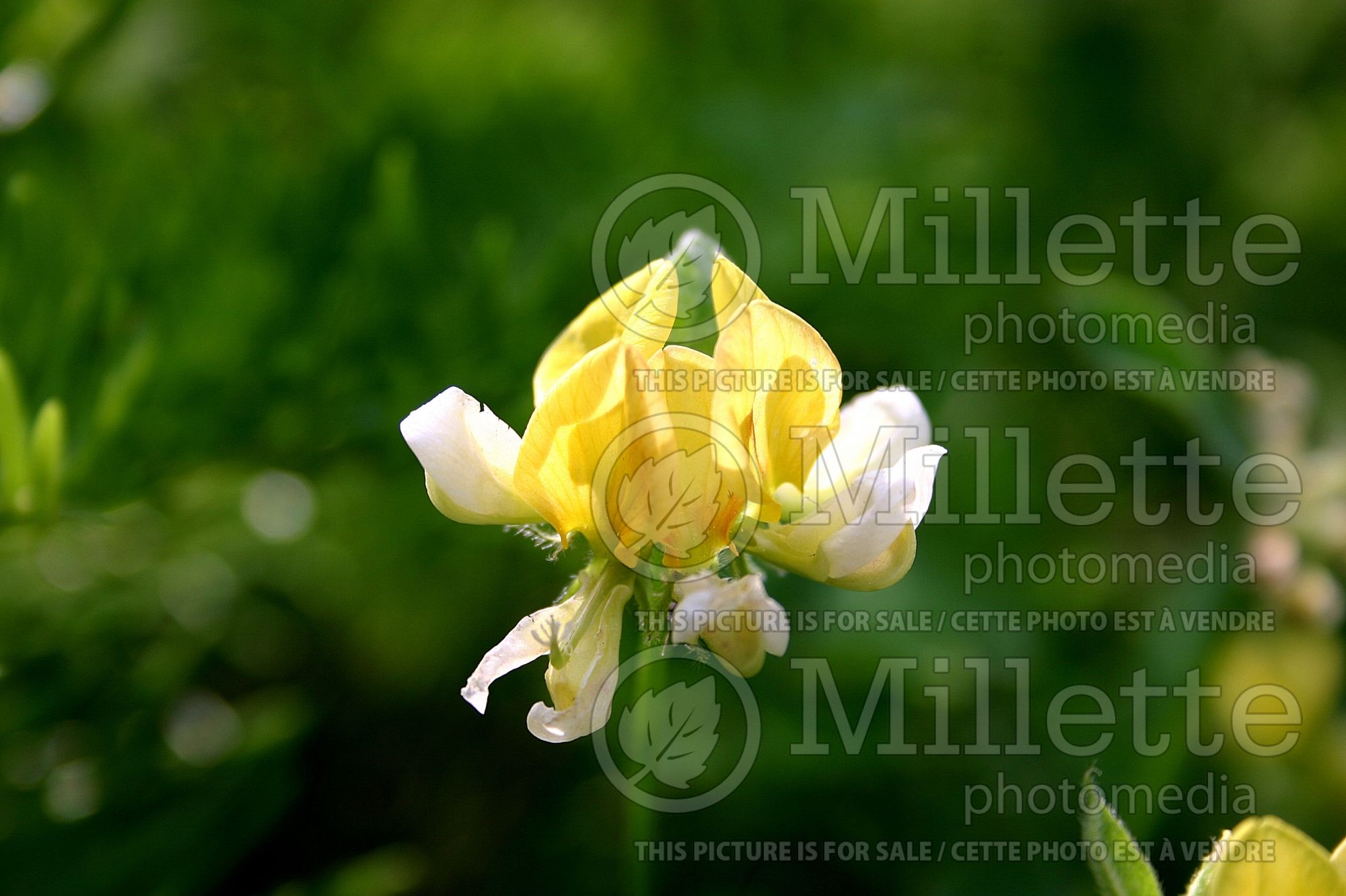 Lotus oblongifolius (streambank bird's-foot trefoil or meadow lotus) 2