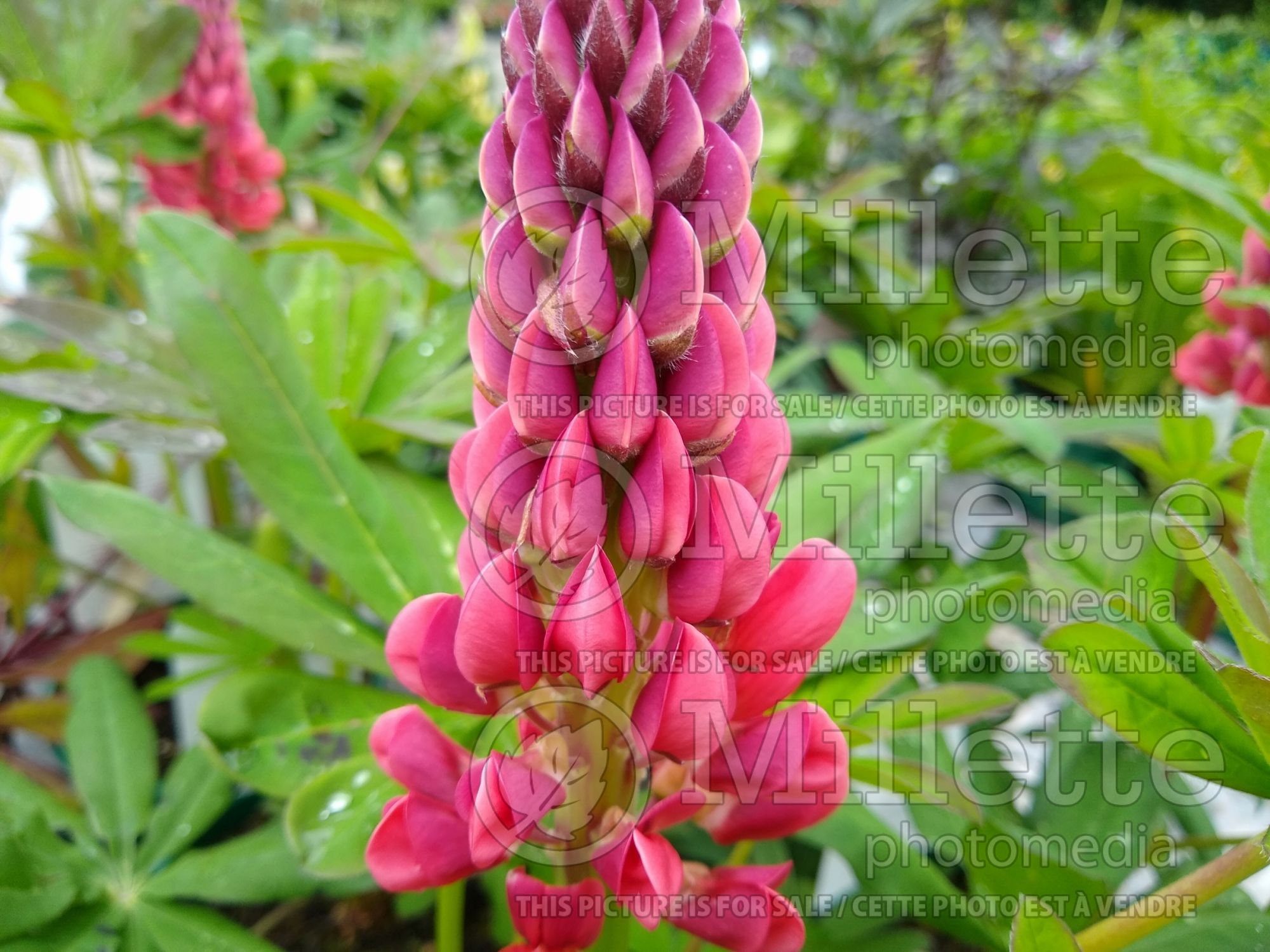Lupinus Beefeater (Lupine) 2