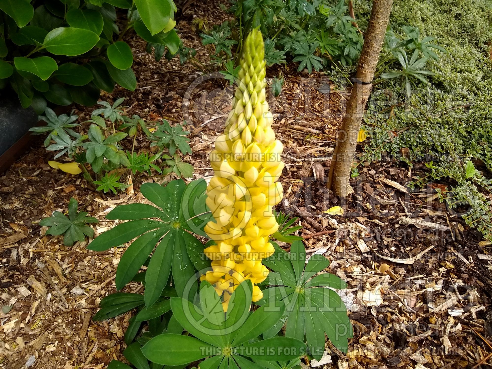 Lupinus Desert Sun (Lupine) 1