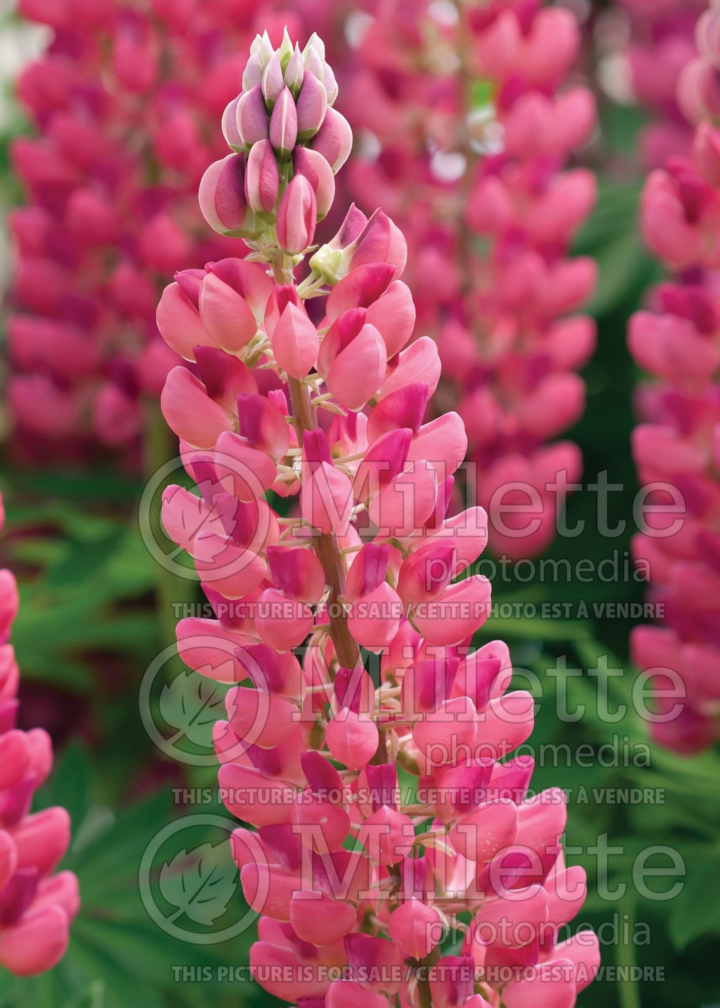 Lupinus Camelot Rose (Lupine) 2