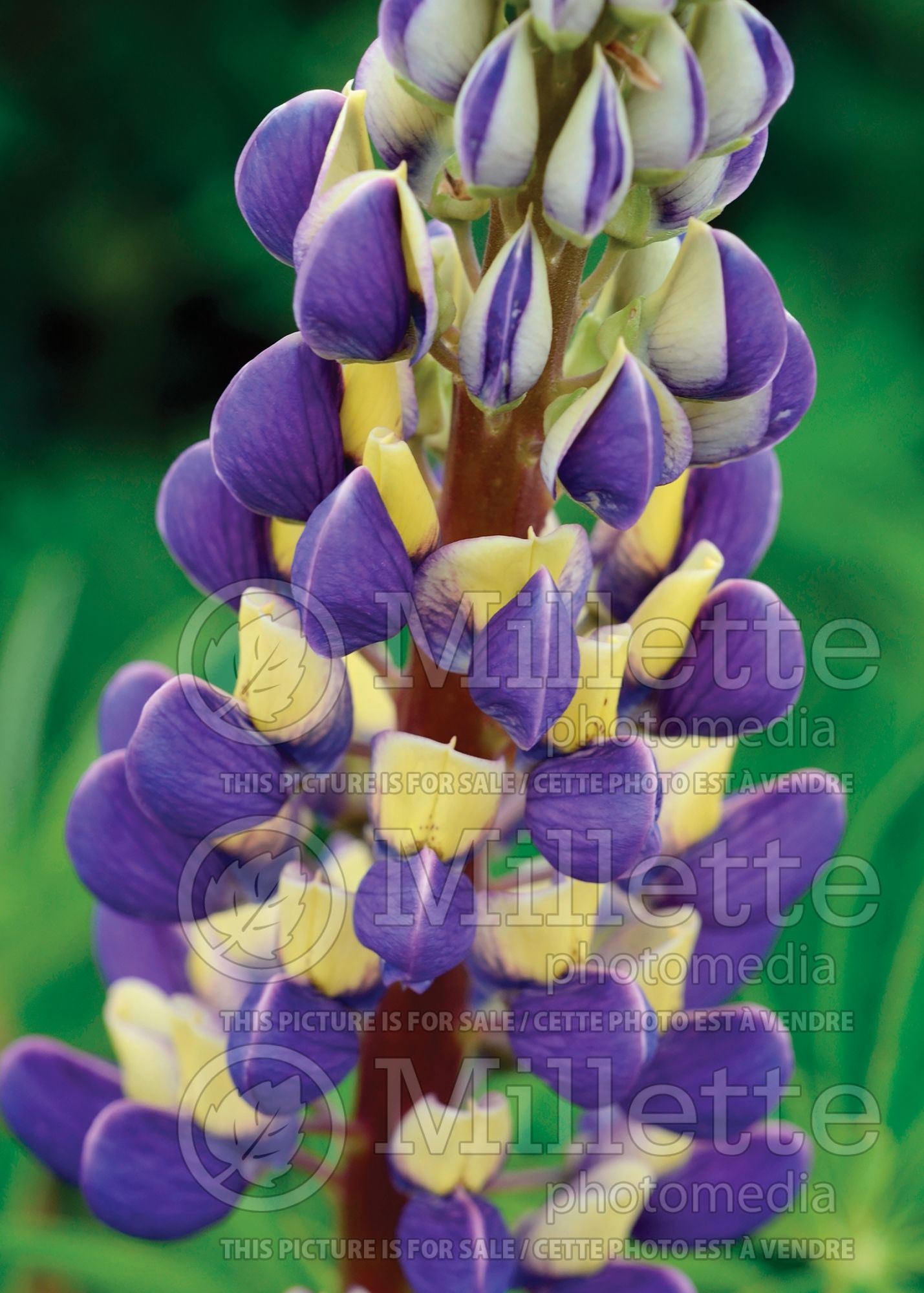 Lupinus Gallery Blue (Lupine) 3