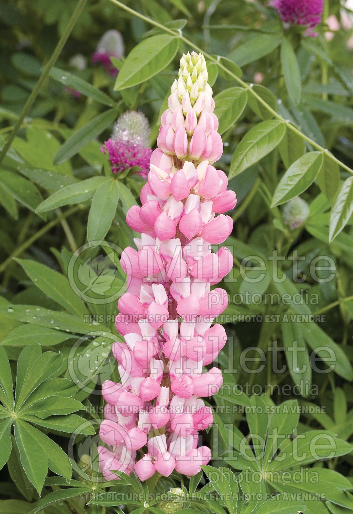 Lupinus Gallery Pink (Lupine) 2