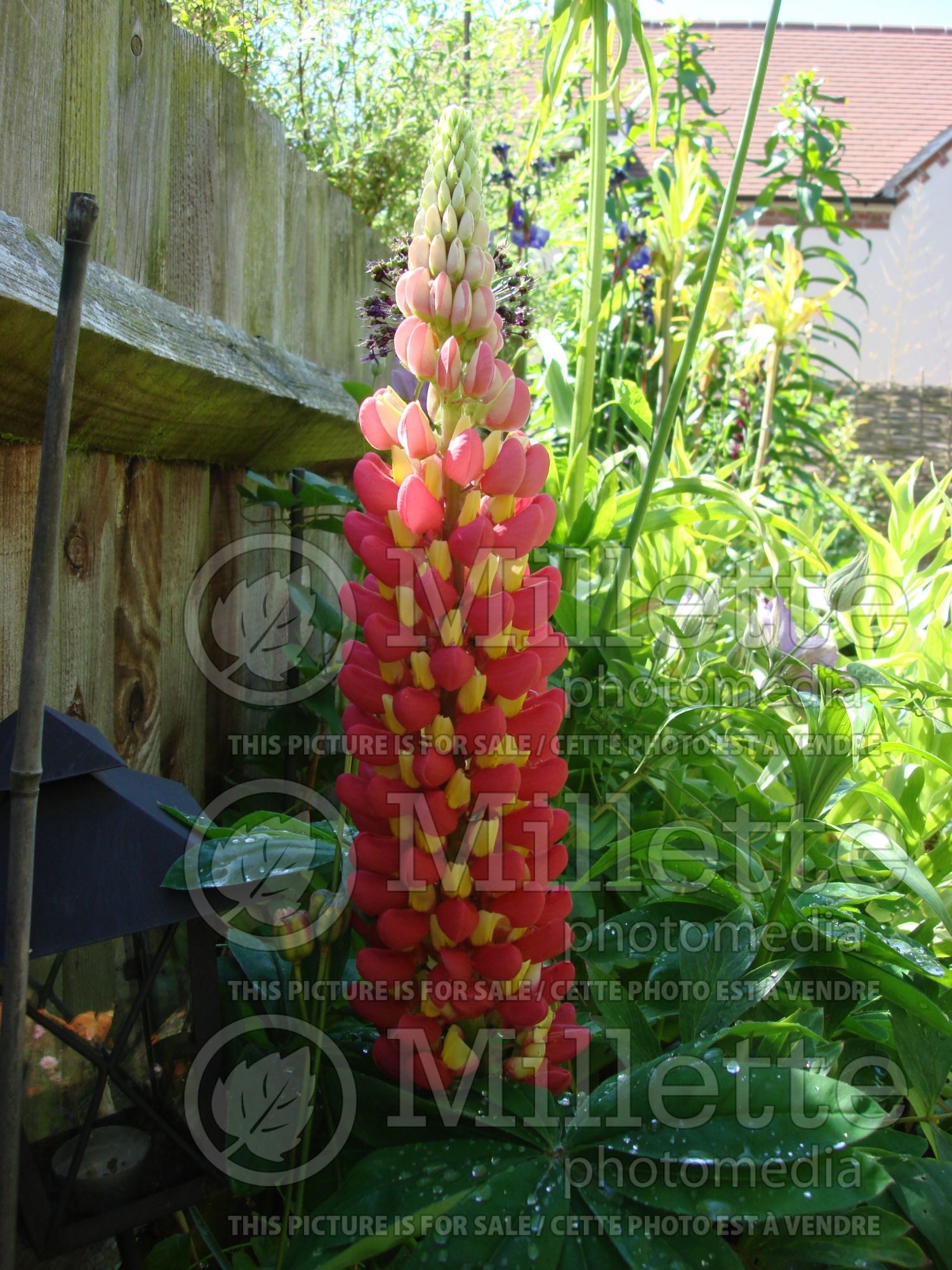 Lupinus Tequila Flame (Lupine) 1