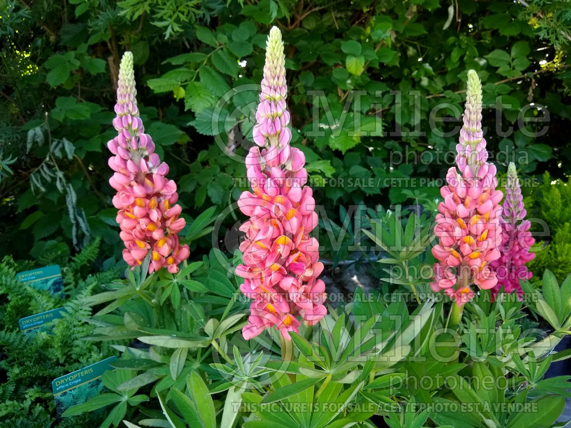 Lupinus Terracotta aka Terra Cotta (lupine) 1