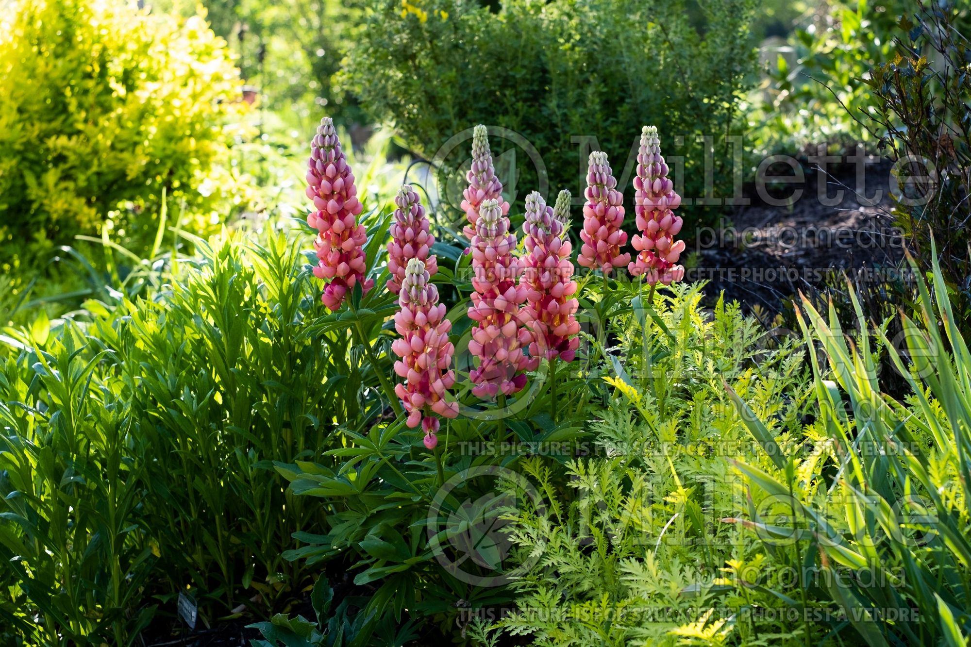 Lupinus Terracotta aka Terra Cotta (bluebonnet or Texas lupine) 4