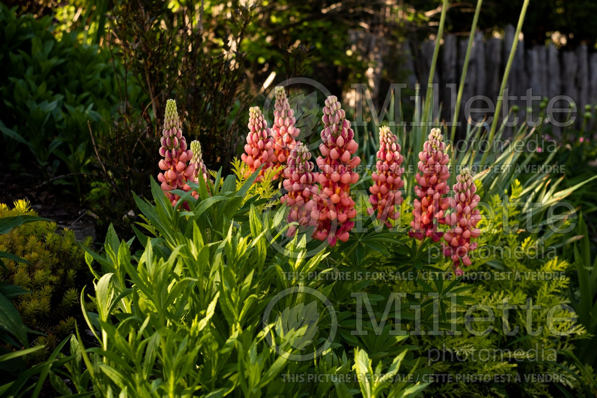 Lupinus Terracotta aka Terra Cotta (bluebonnet or Texas lupine) 5