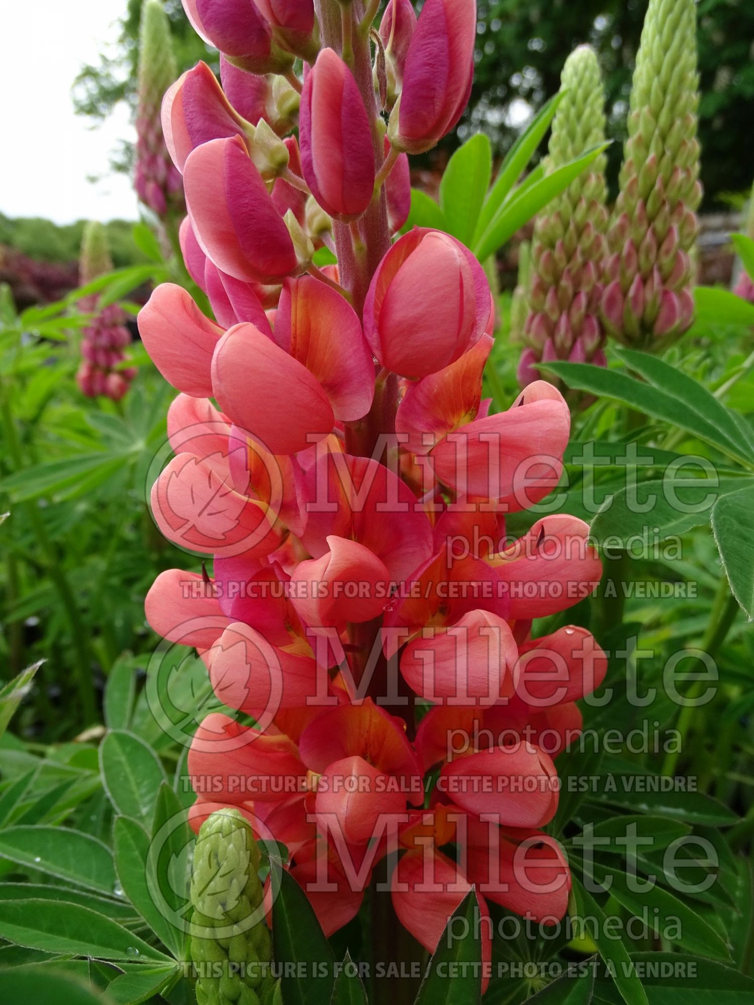 Lupinus Terracotta aka Terra Cotta (bluebonnet or Texas lupine)
