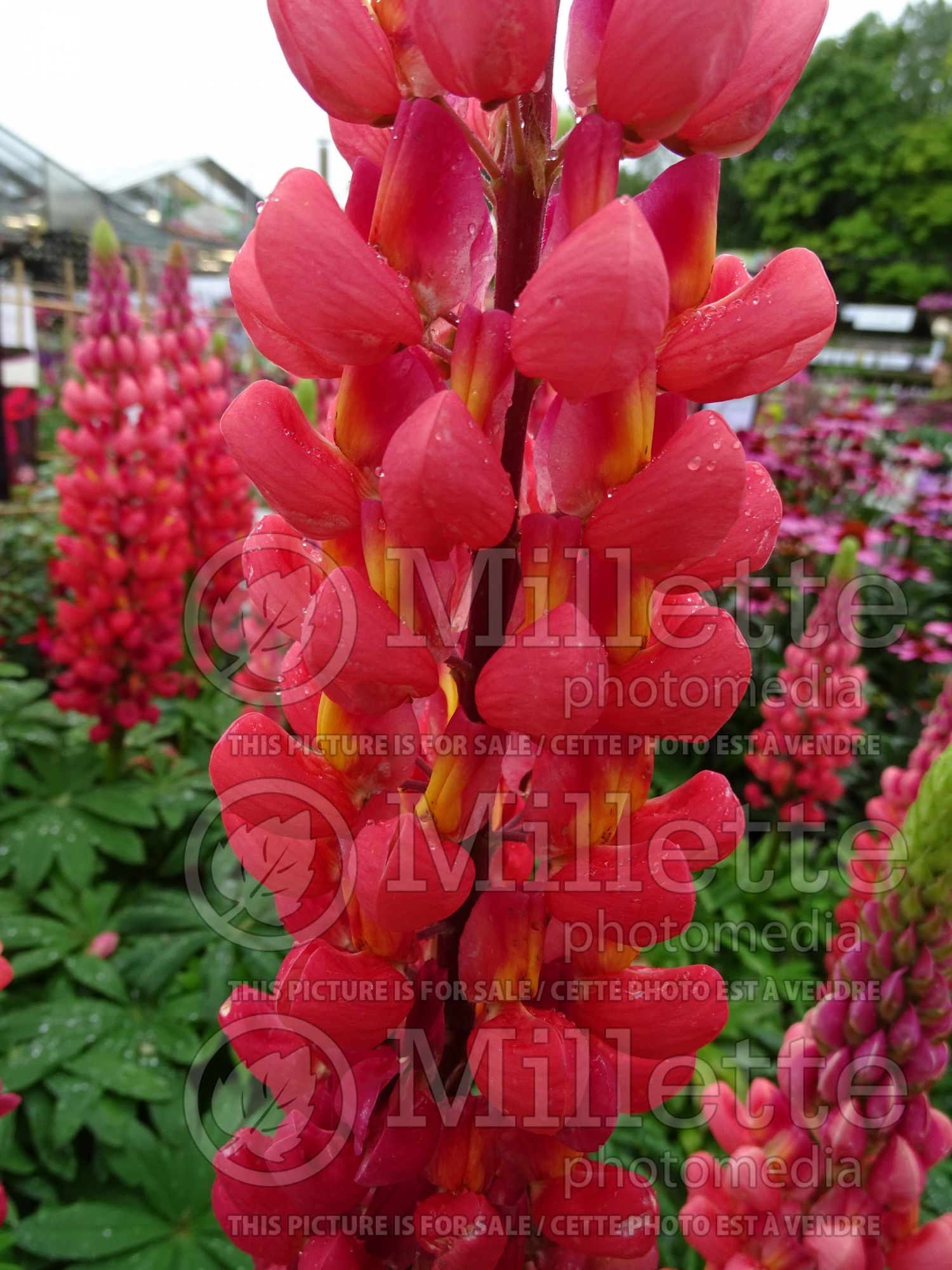 Lupinus Terracotta aka Terra Cotta (bluebonnet or Texas lupine) 3