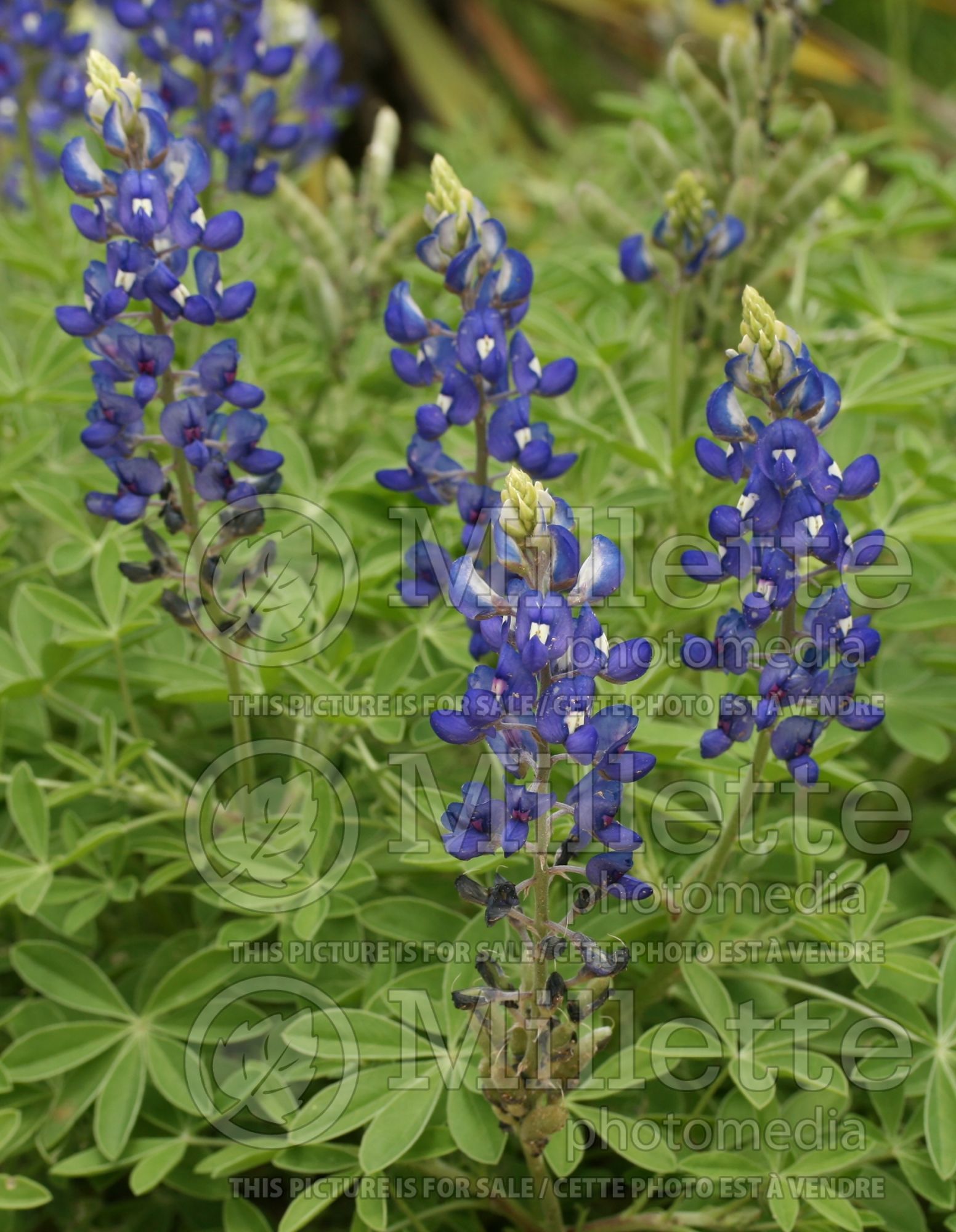 Lupinus texensis (bluebonnet or Texas lupine) 1