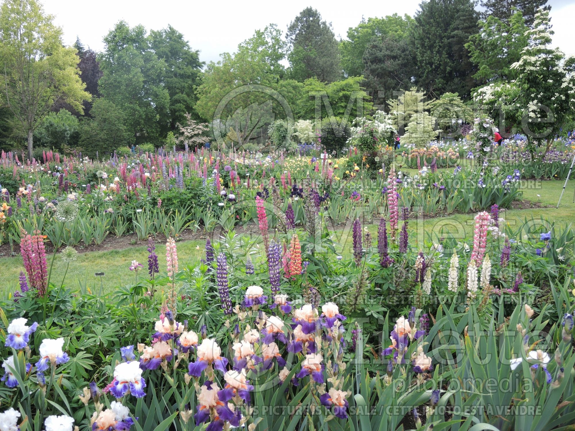 Lupinus Westcountry (Lupine) 1
