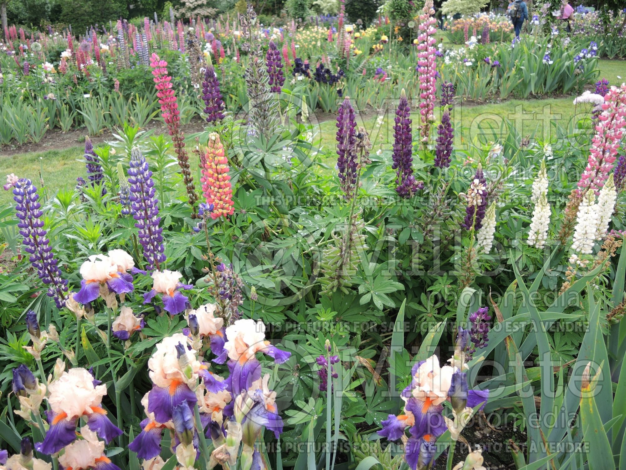 Lupinus Westcountry (Lupine) 2