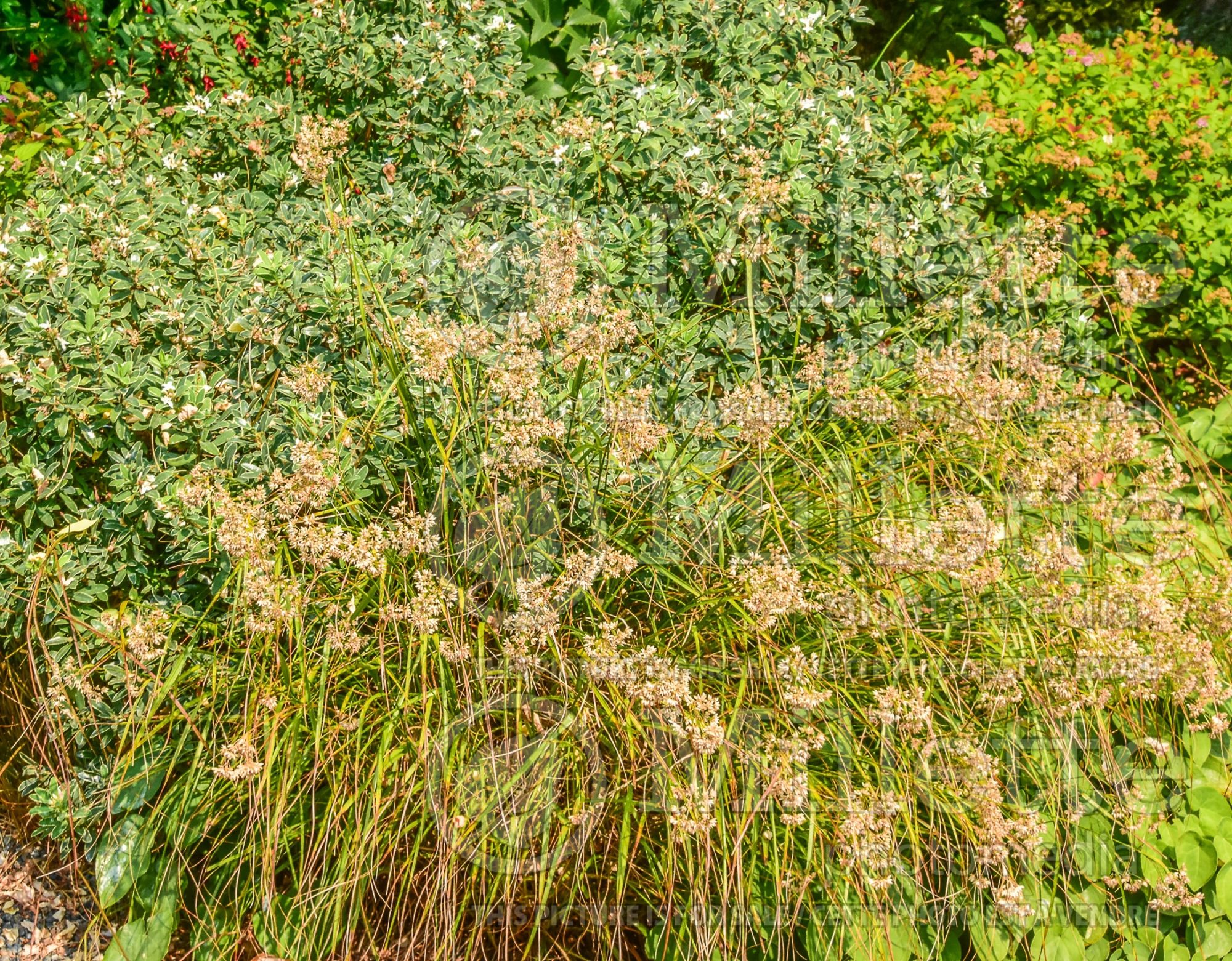 Luzula nivea (snow-white wood-rush) 4