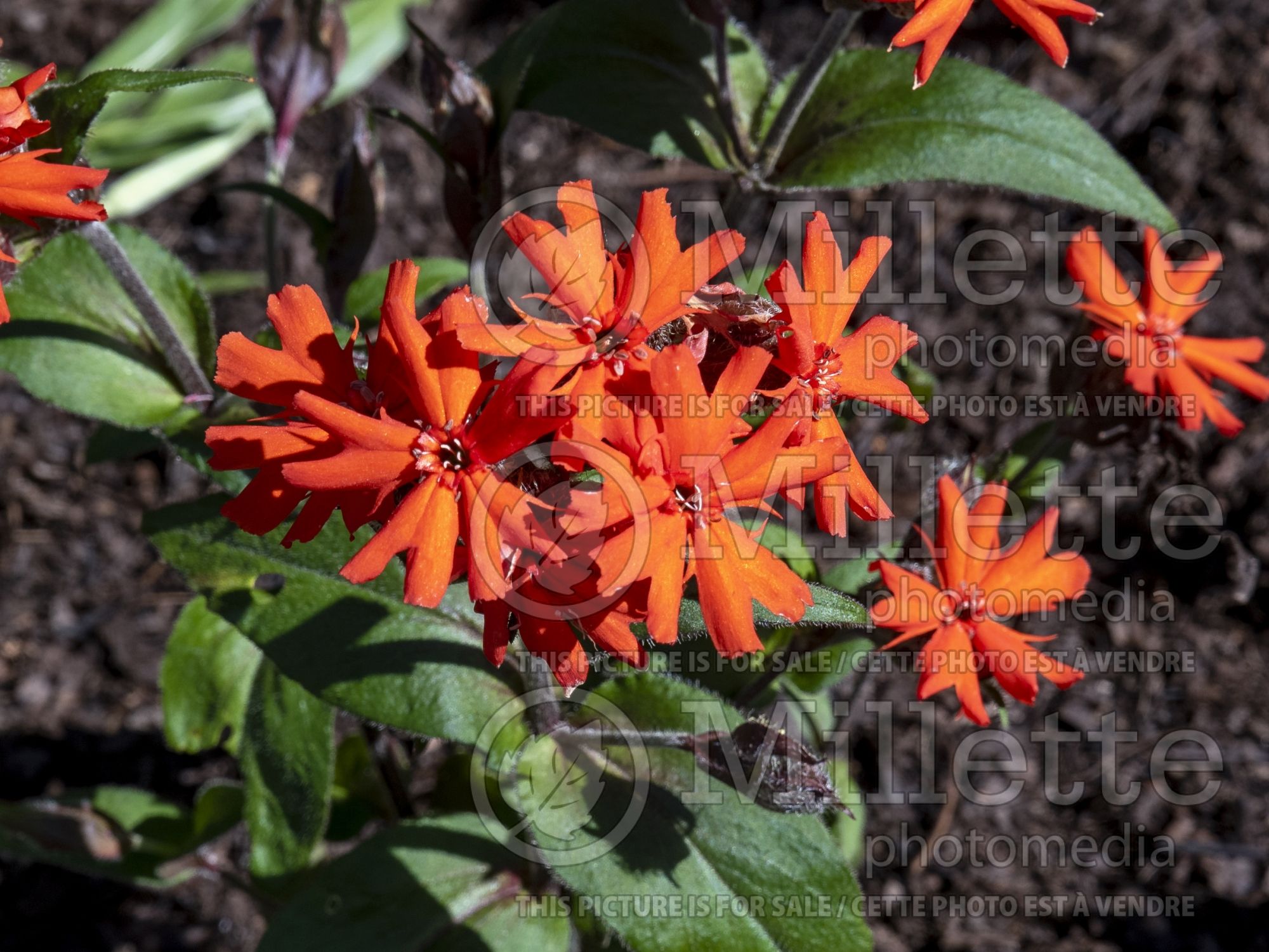 Lychnis Vesuvius (Catchfly, Maltese Cross Campion) 4