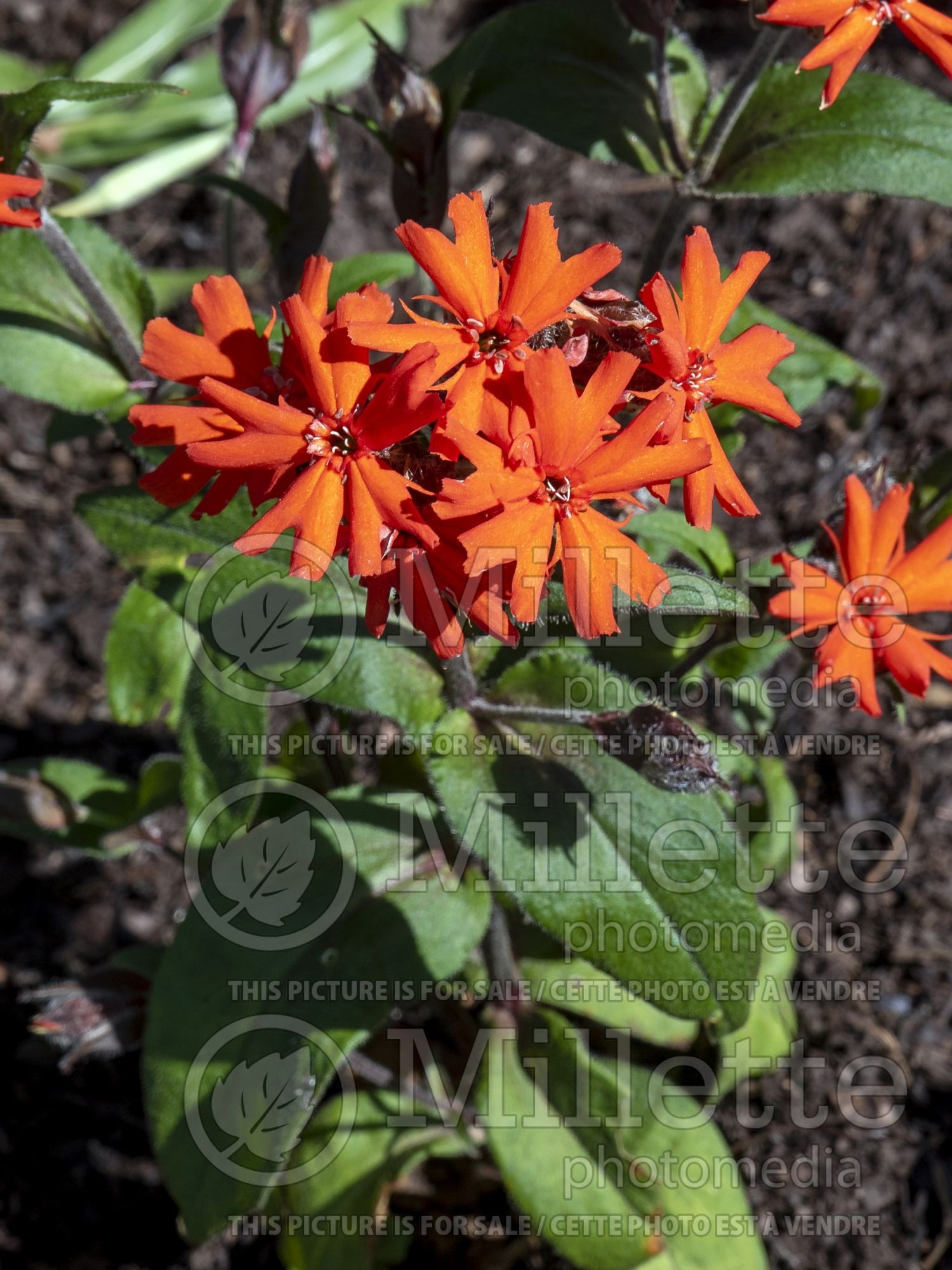Lychnis Vesuvius (Catchfly, Maltese Cross Campion) 5
