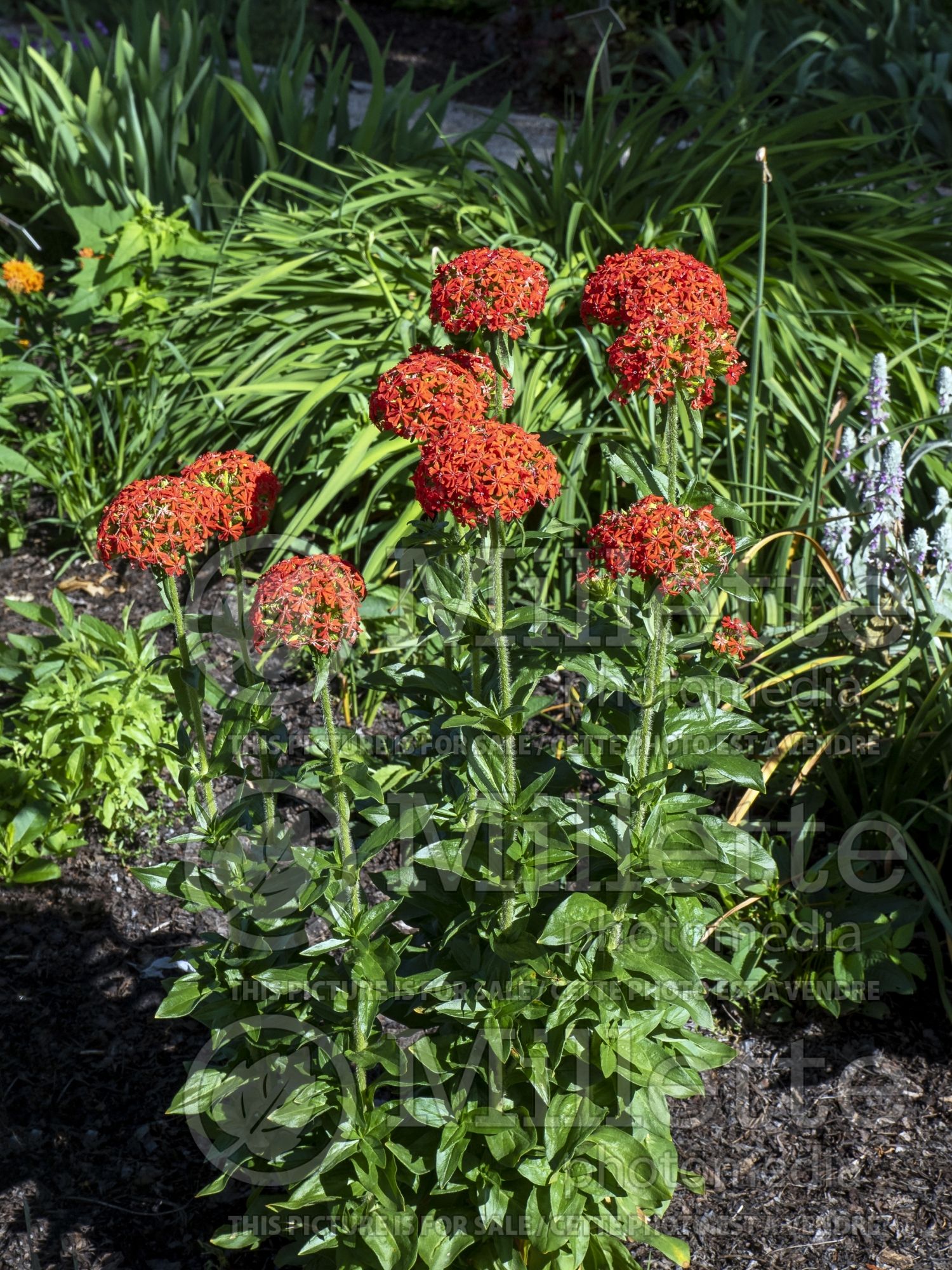 Lychnis Burning Love (Maltese Cross or Jerusalem Cross) 1