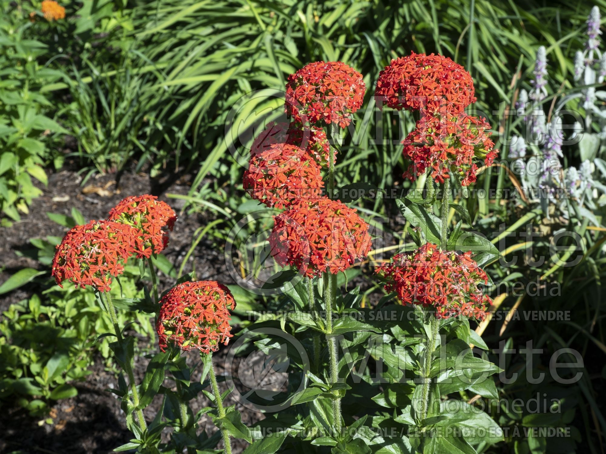 Lychnis Burning Love (Maltese Cross or Jerusalem Cross) 2
