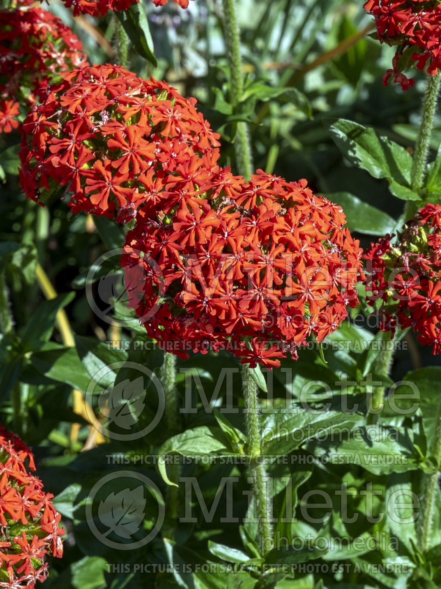 Lychnis Burning Love (Maltese Cross or Jerusalem Cross) 3