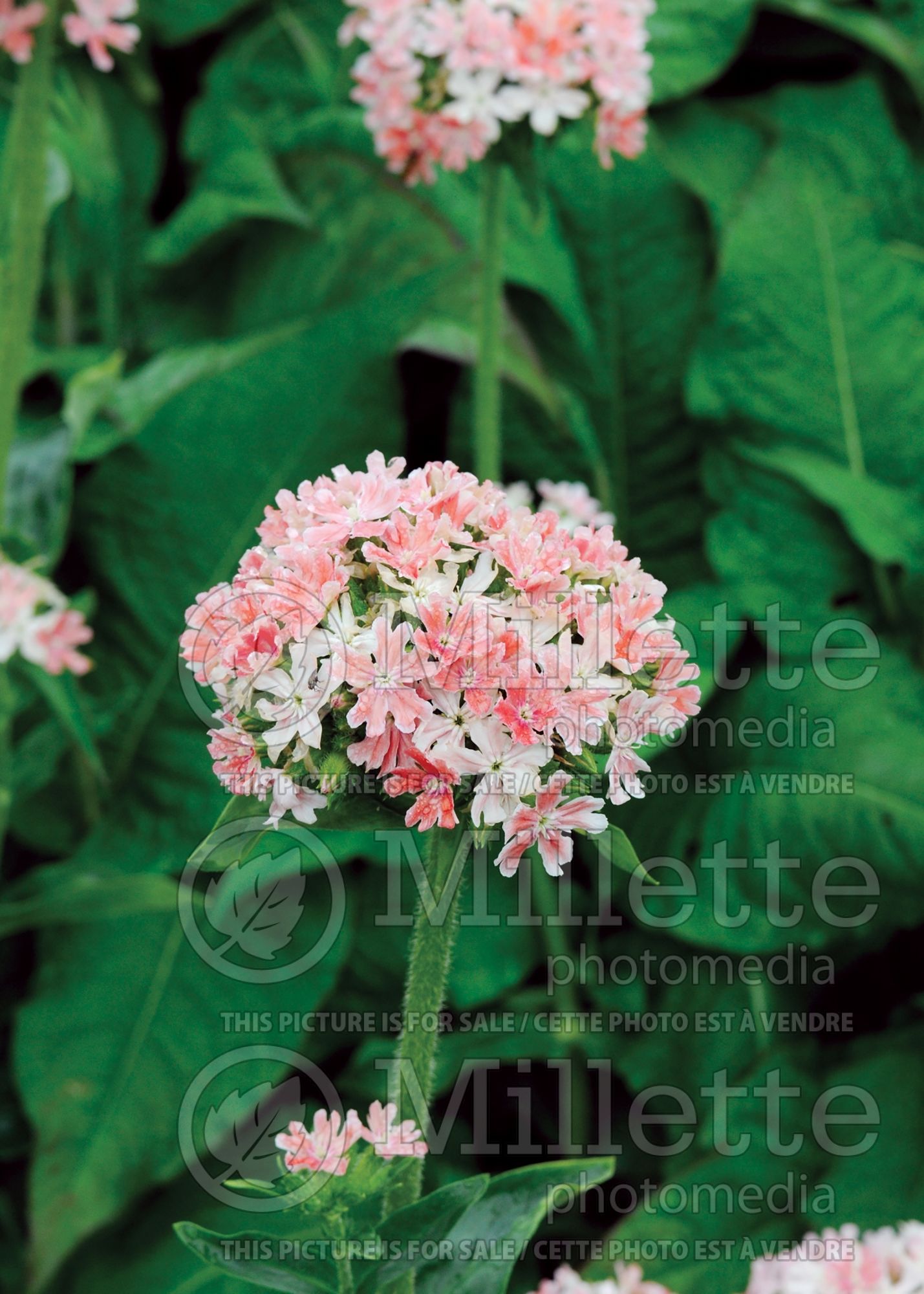 Lychnis Carnea (Pink Maltese Cross or Jerusalem Cross) 1