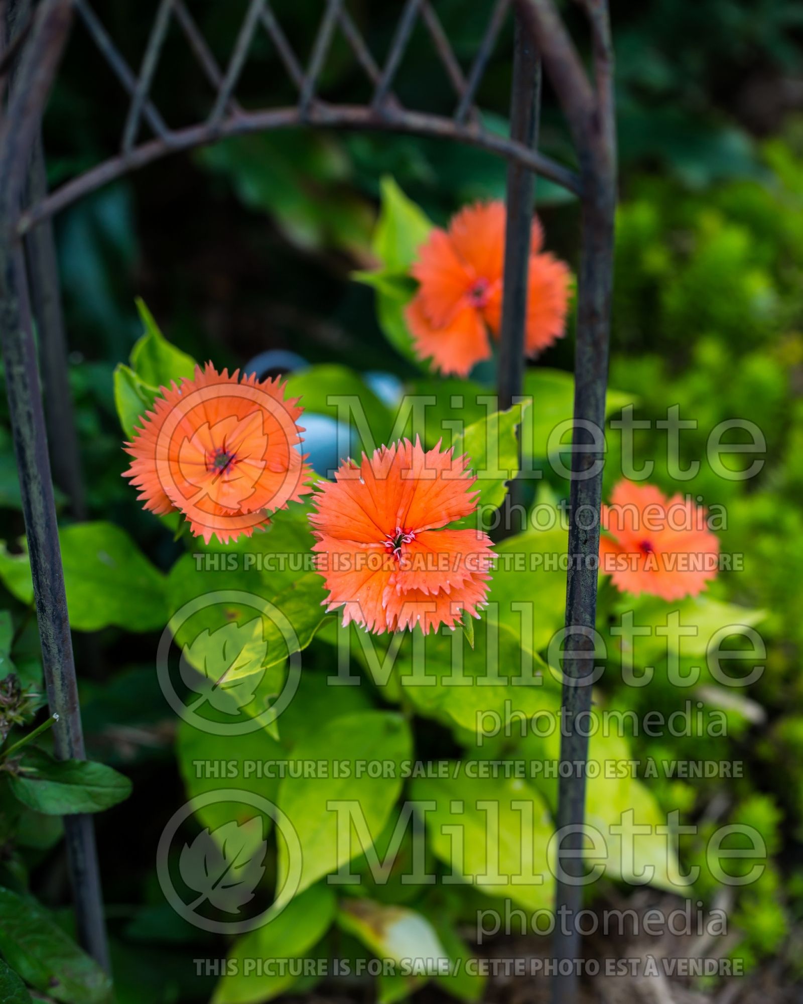 Lychnis Orange Sherbet (Ragged Robin Campion) 1