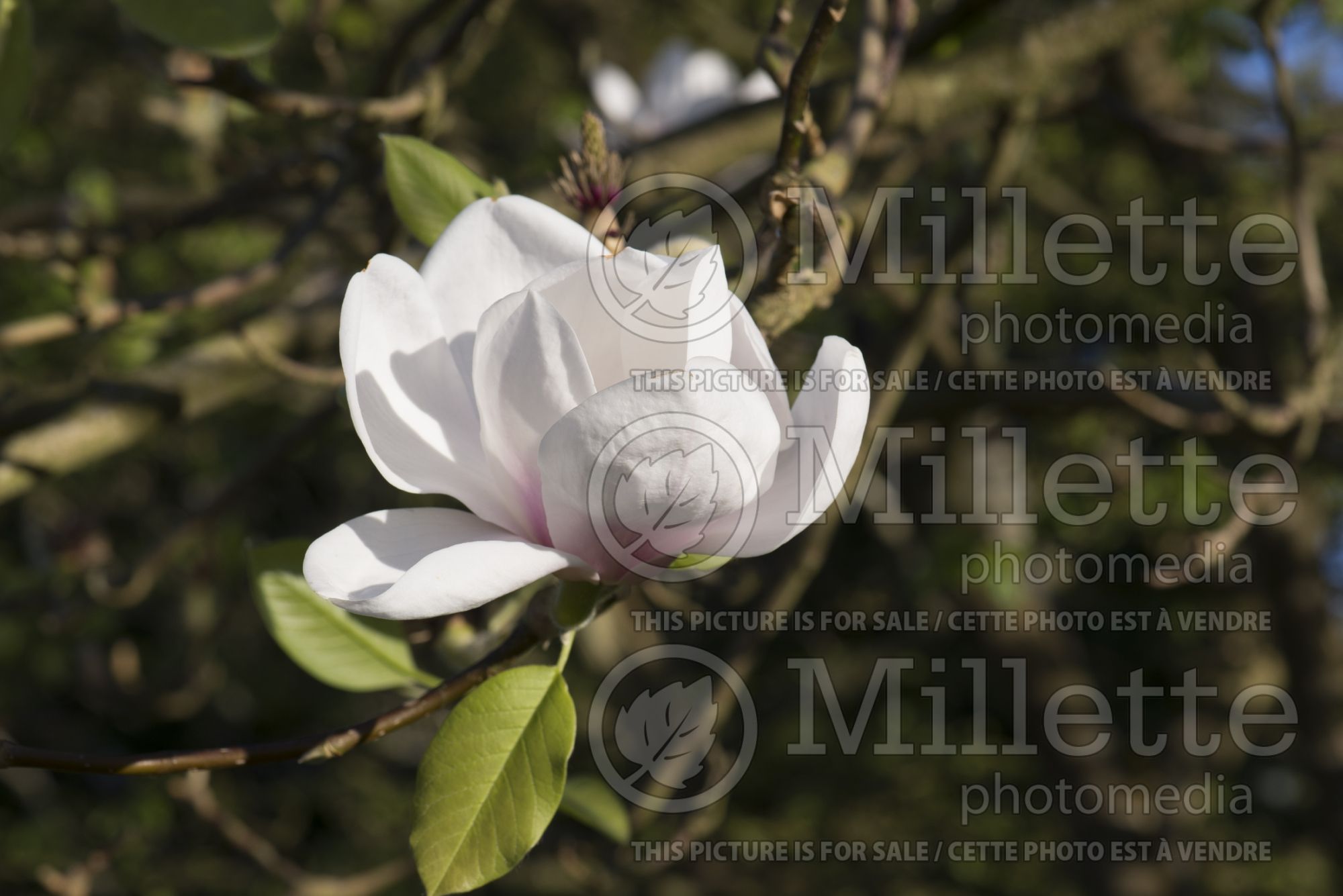 Magnolia Athene (Magnolia) 2