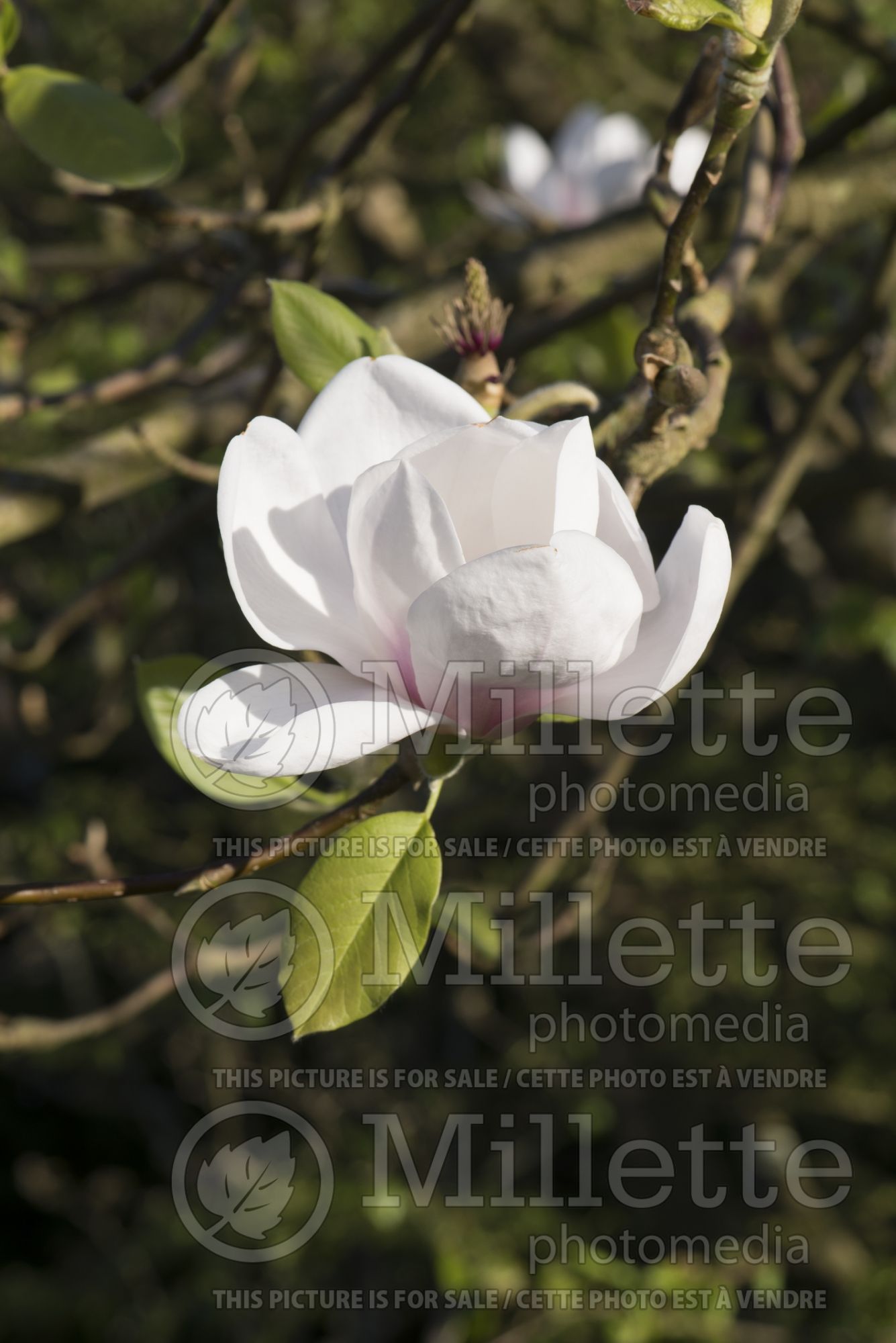 Magnolia Athene (Magnolia) 3