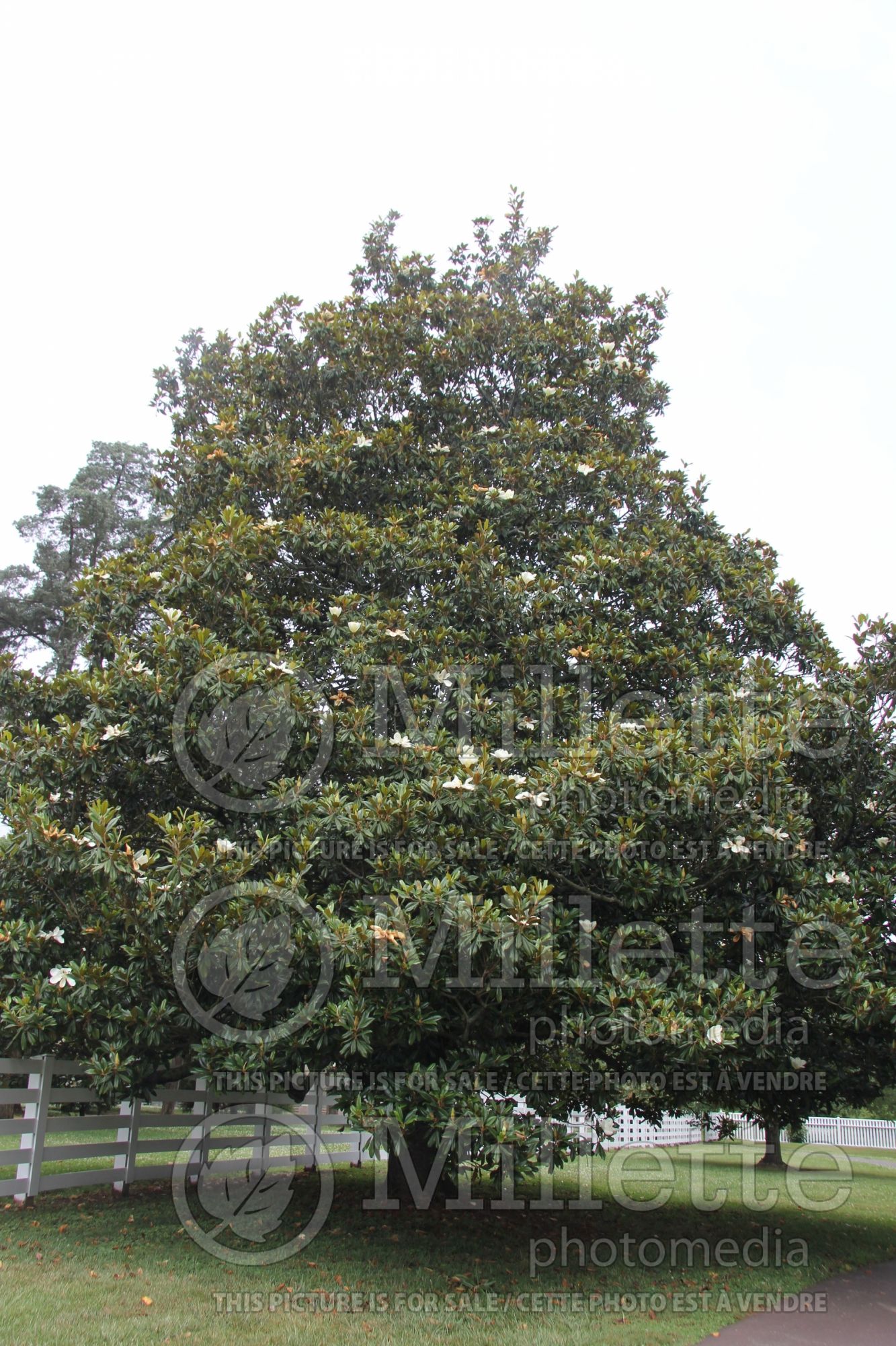 Magnolia grandiflora (Southern magnolia) 2