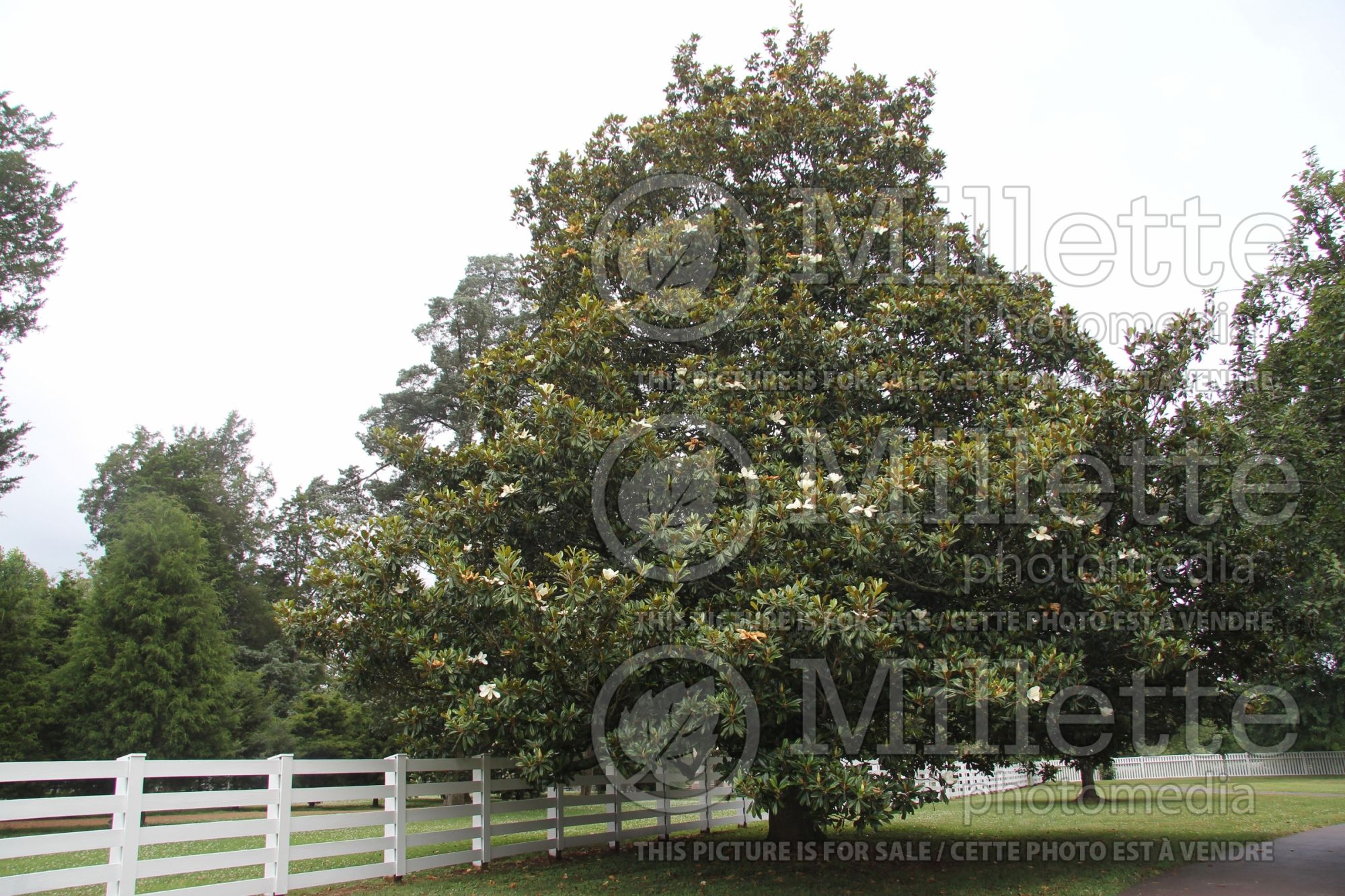 Magnolia grandiflora (Southern magnolia) 3