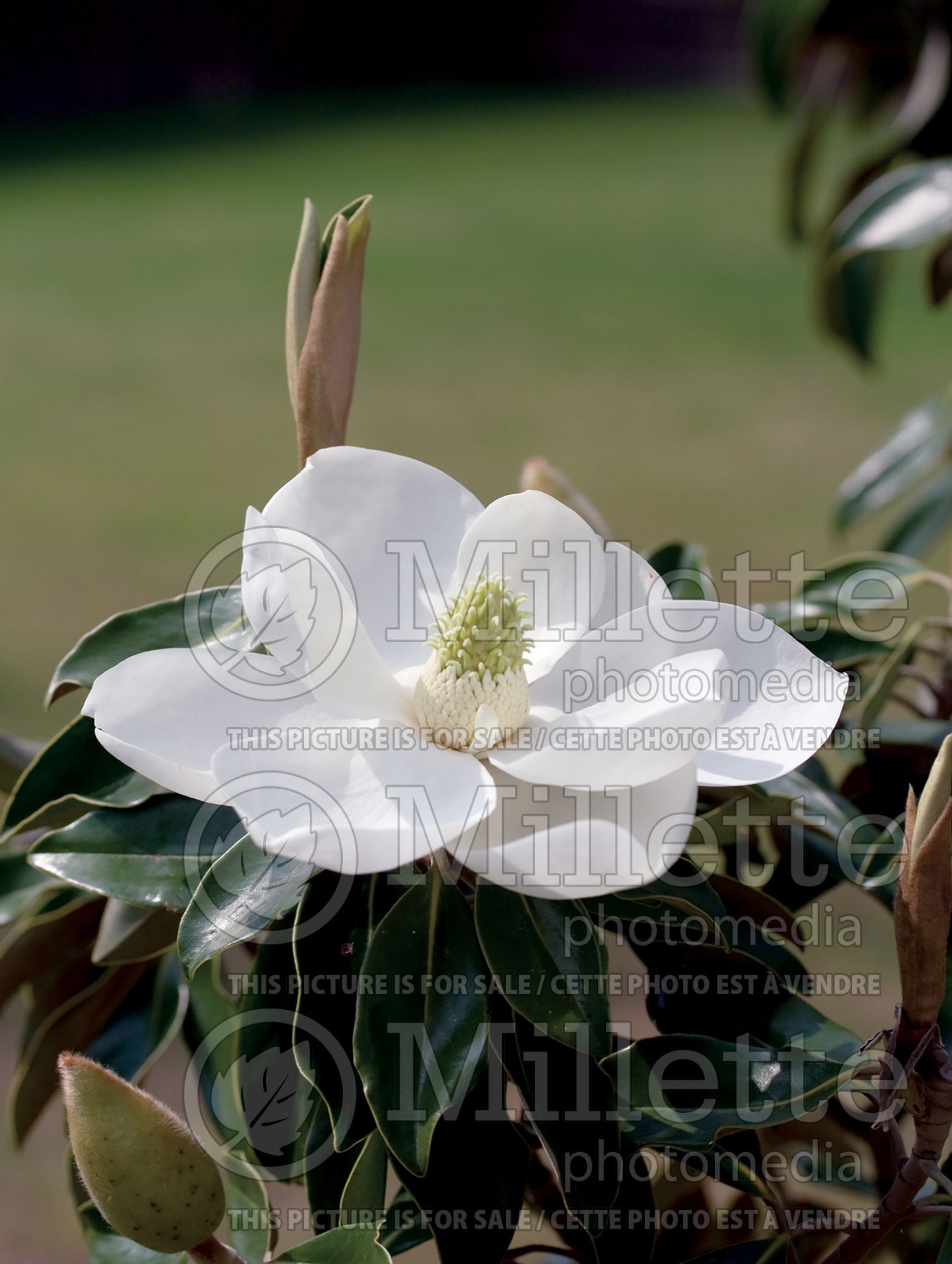 Magnolia Little Gem (Magnolia) 3
