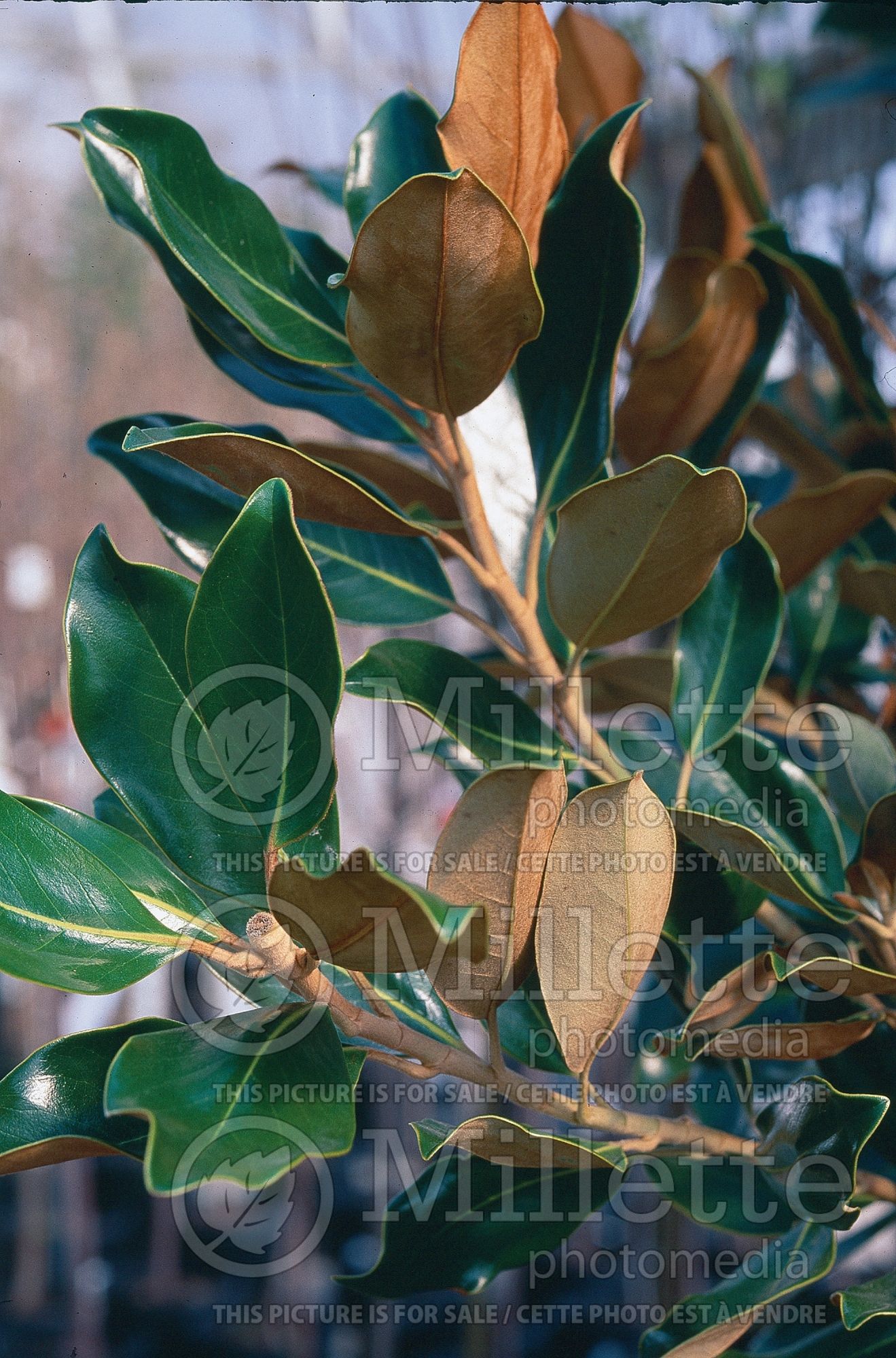 Magnolia Little Gem (Magnolia) 4