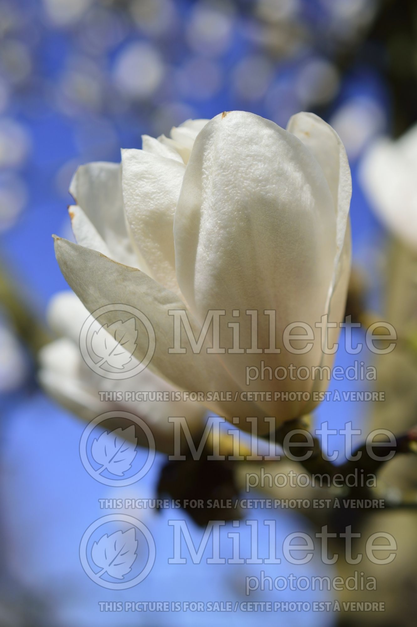 Magnolia Legacy (Magnolia) 1