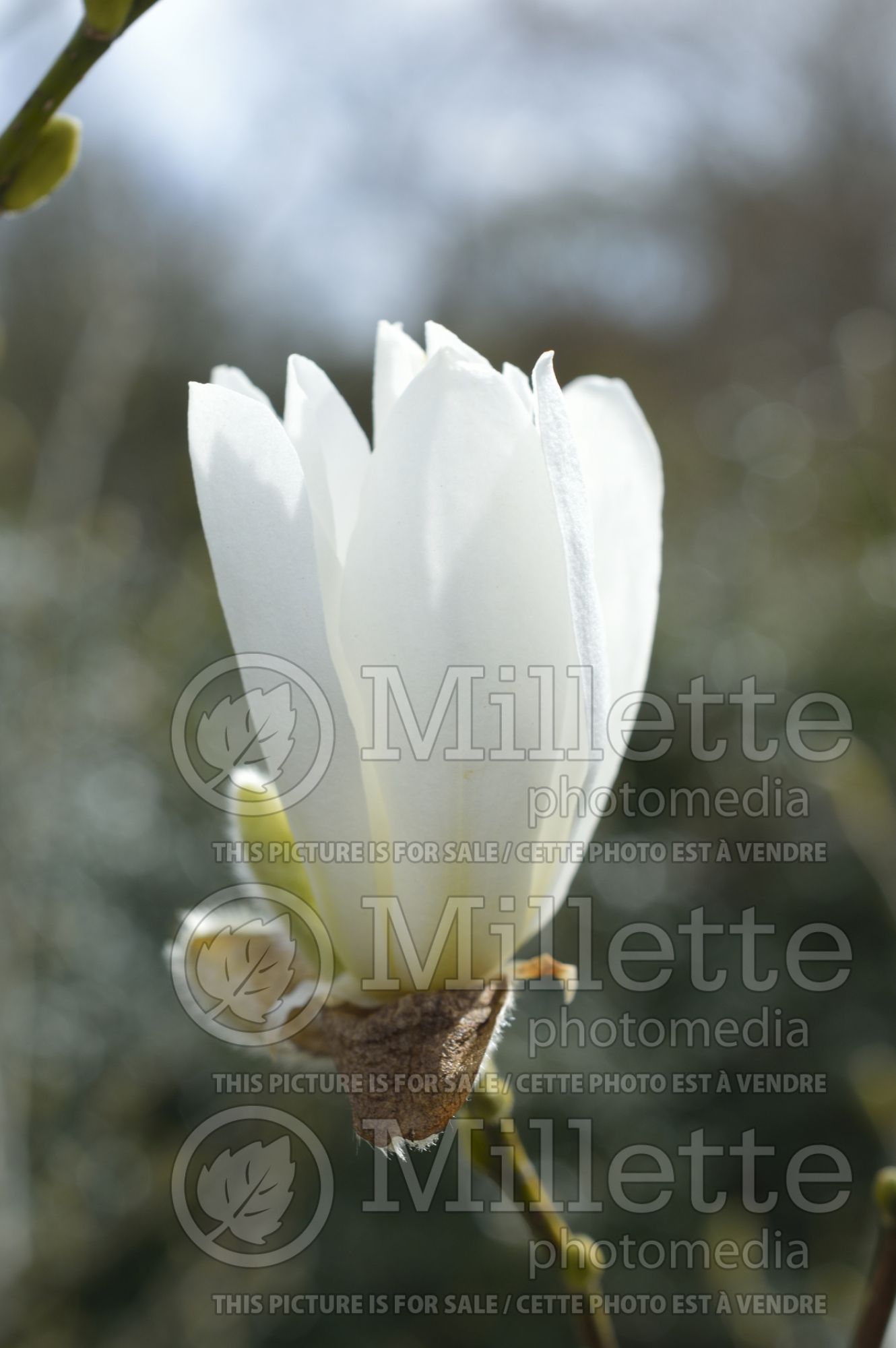 Magnolia Green Mist (Magnolia) 1