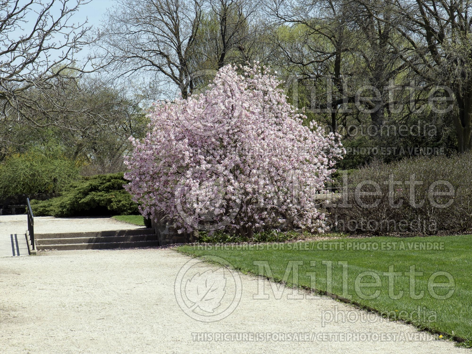 Magnolia Leonard Messel (Magnolia) 13