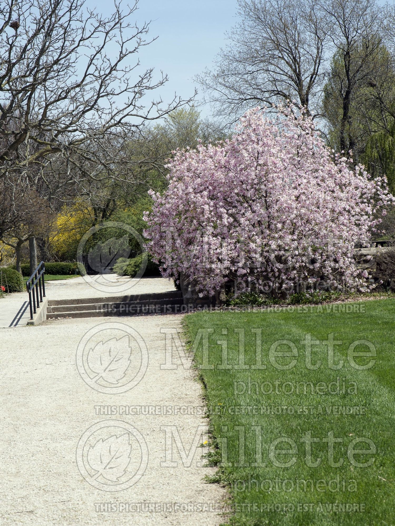Magnolia Leonard Messel (Magnolia) 14