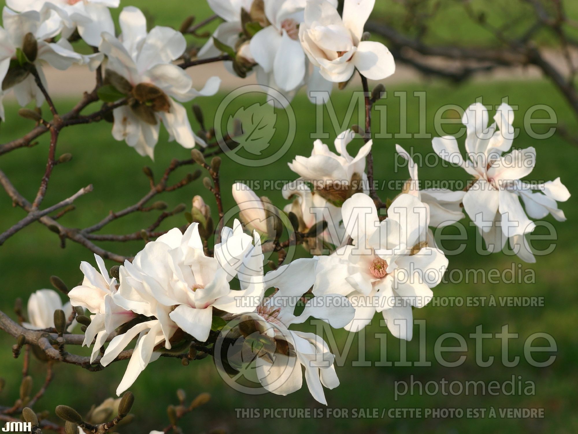 Magnolia Merrill (Tulip Tree) 8