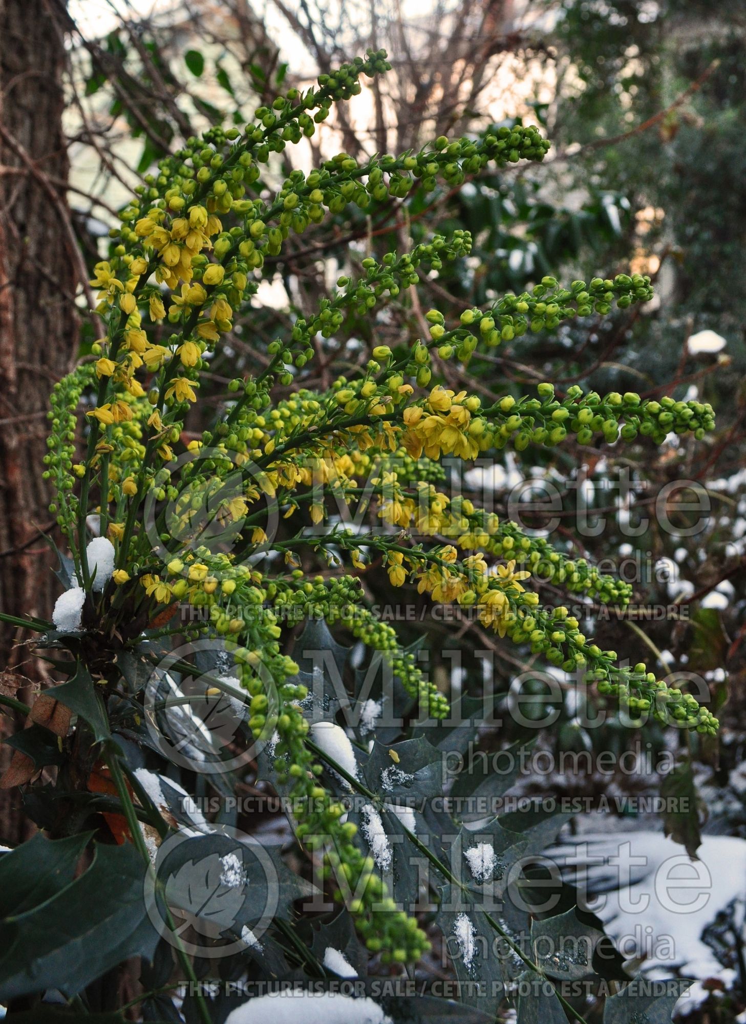 Mahonia Winter Sun (Oregon Grapeholly) 3