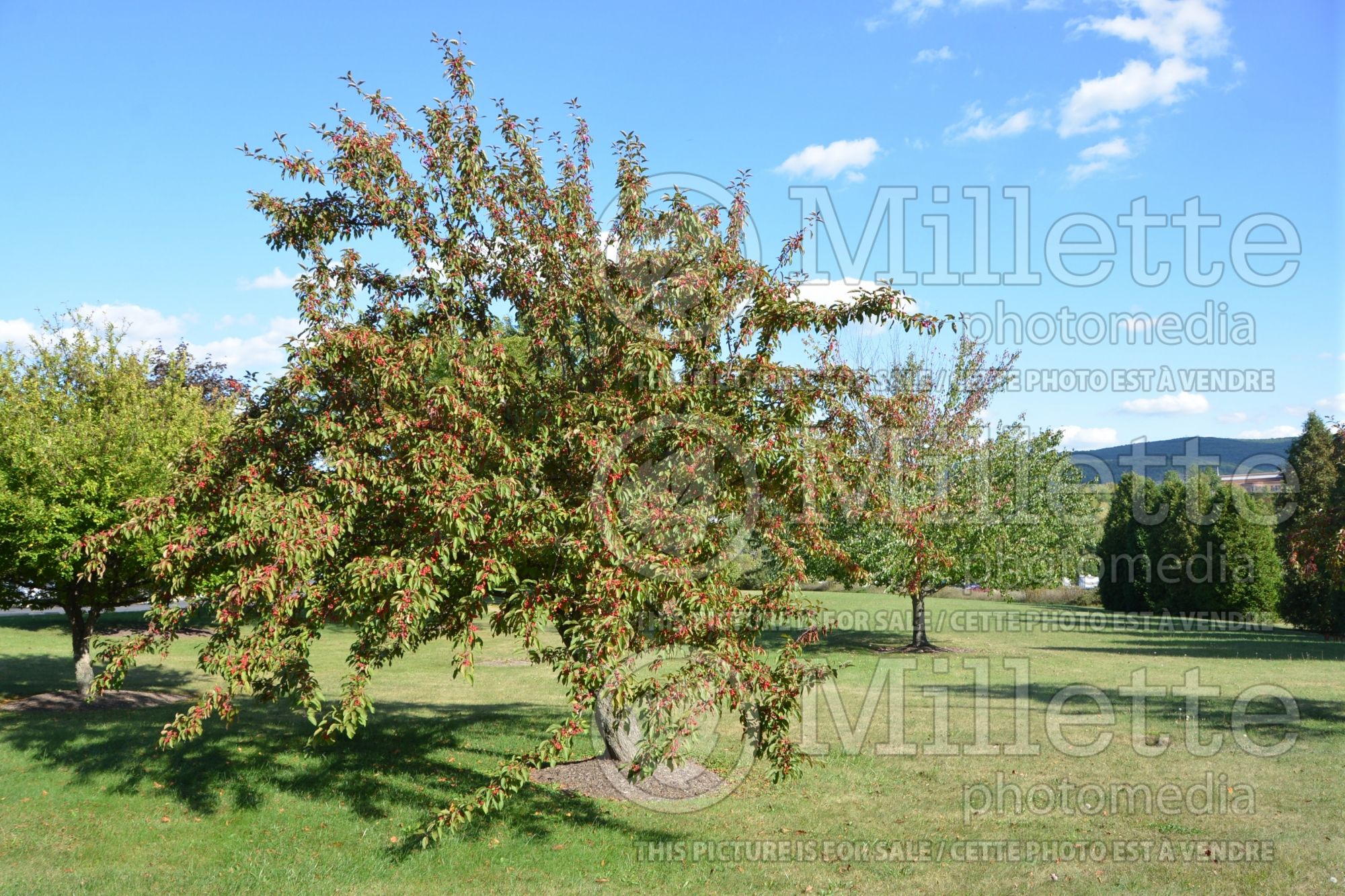 Malus Adams (Crabapple) 10