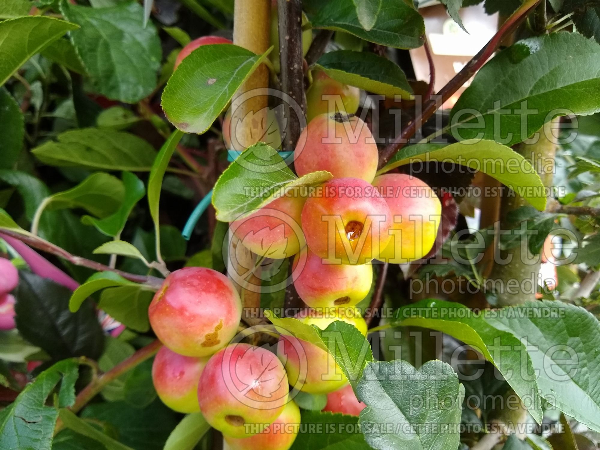 Malus Gorgeous (crabapple) 1