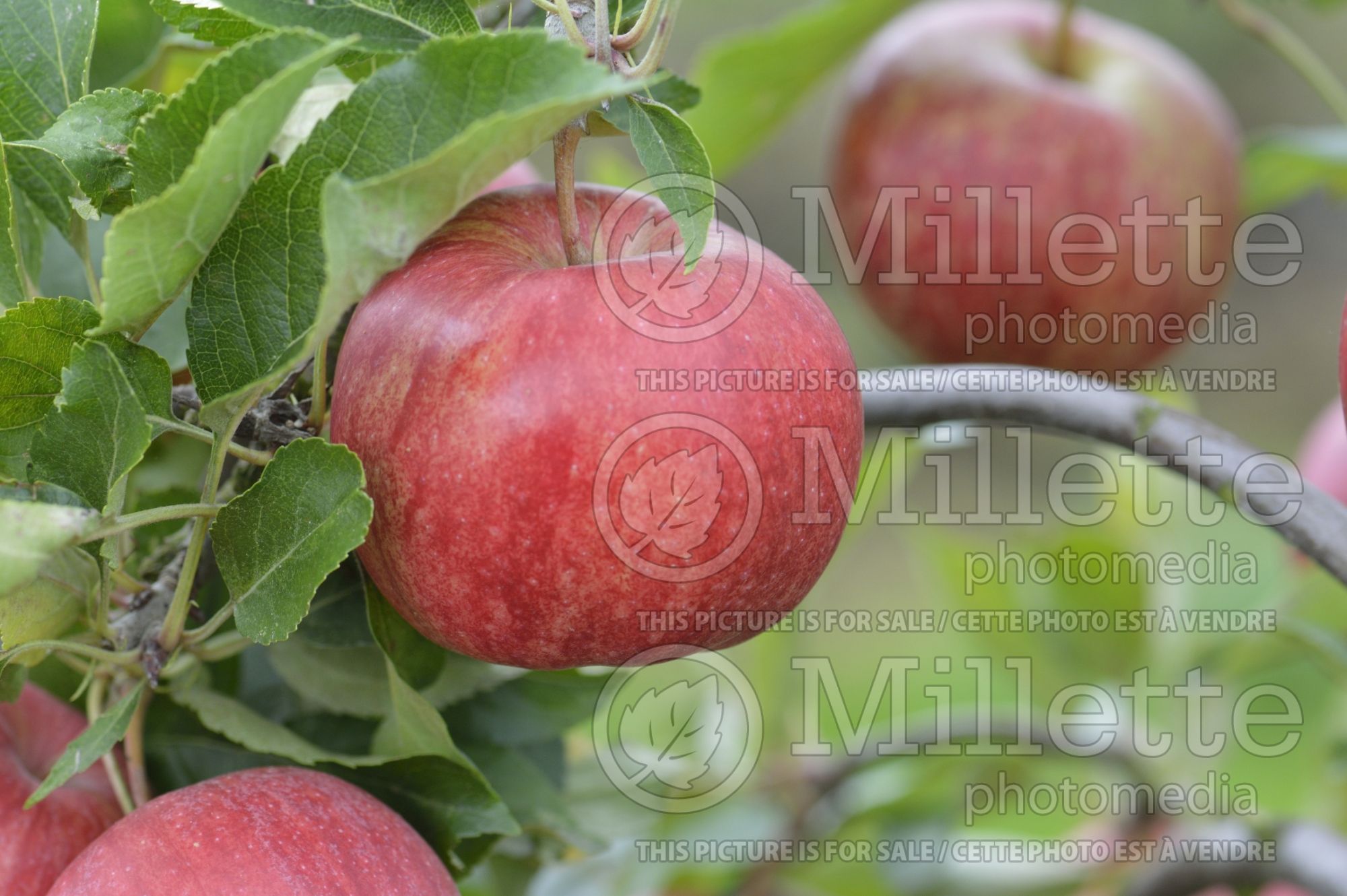 Malus Braeburn (Apple tree) 2
