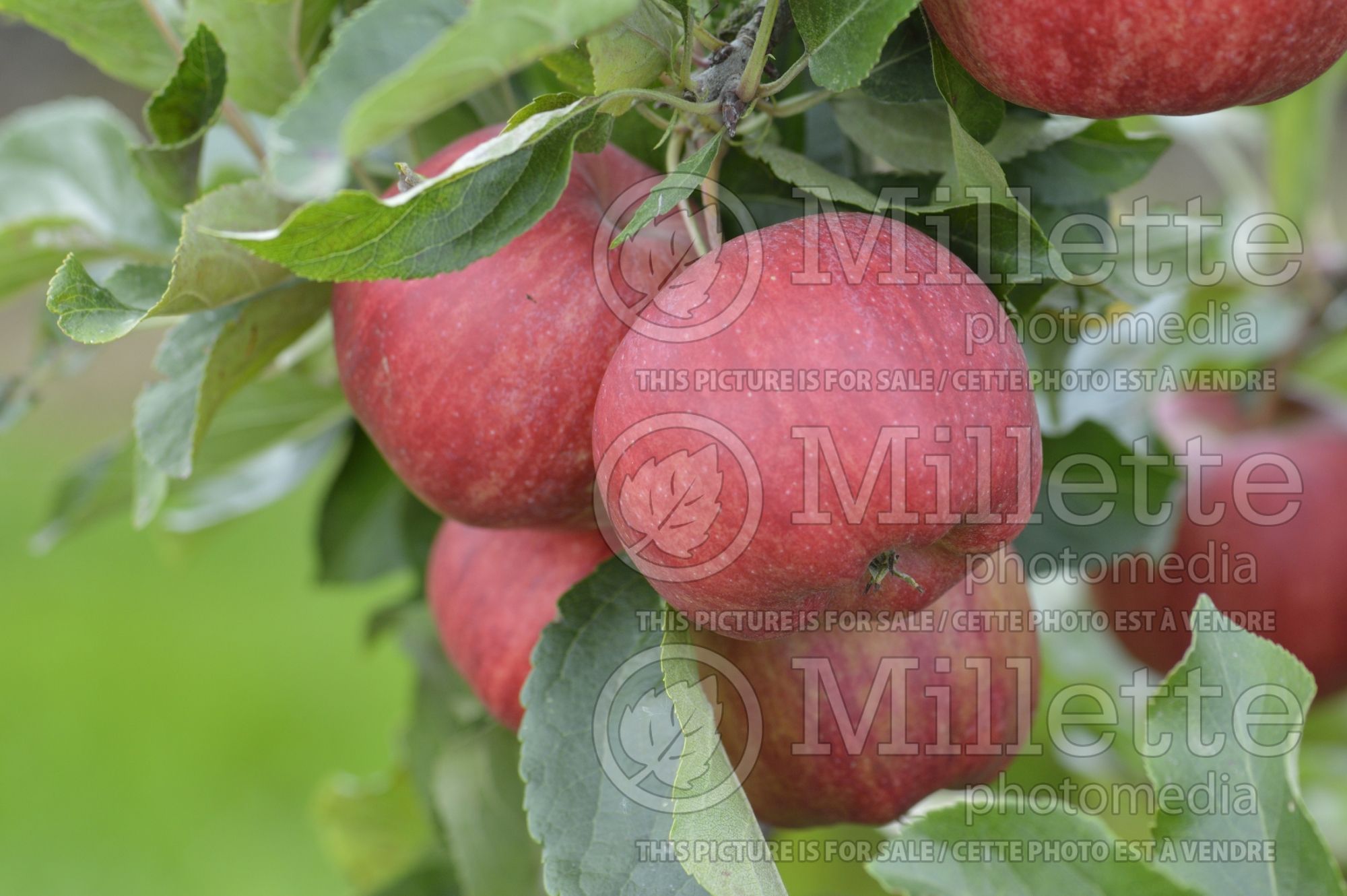 Malus Braeburn (Apple tree) 3
