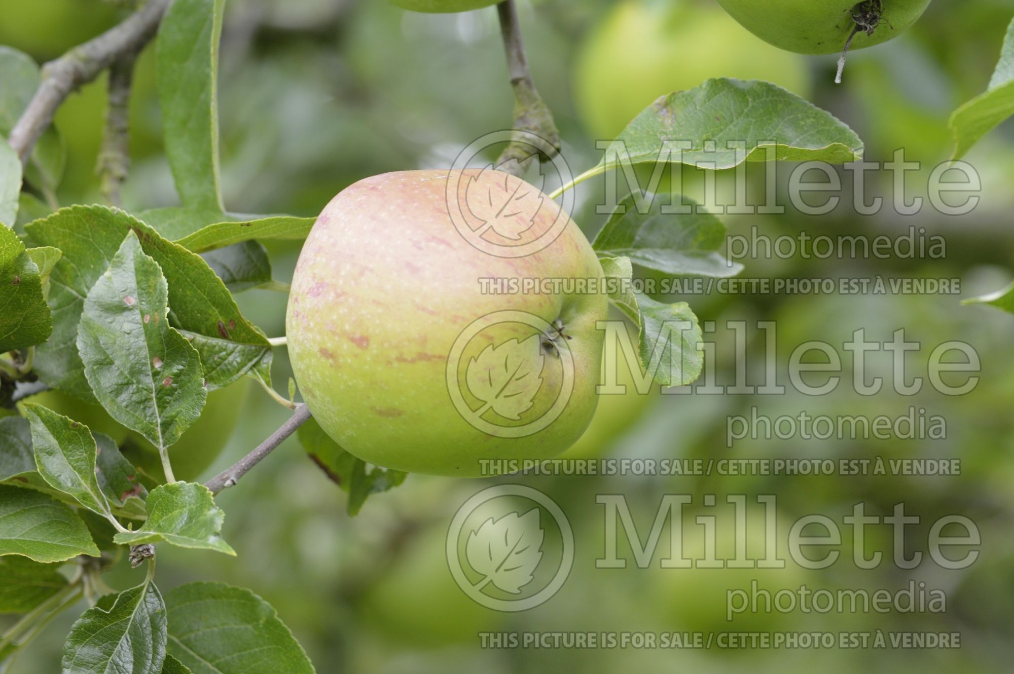 Malus Colonel Yate (Apple tree fruit) 1