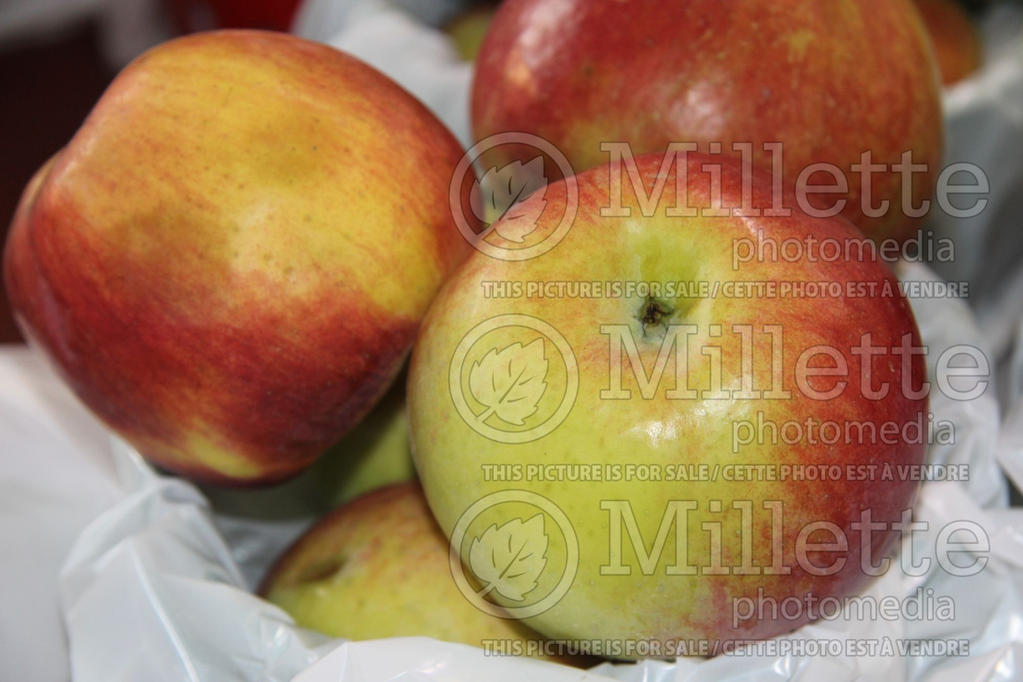 Malus Cortland (Apple tree) 3