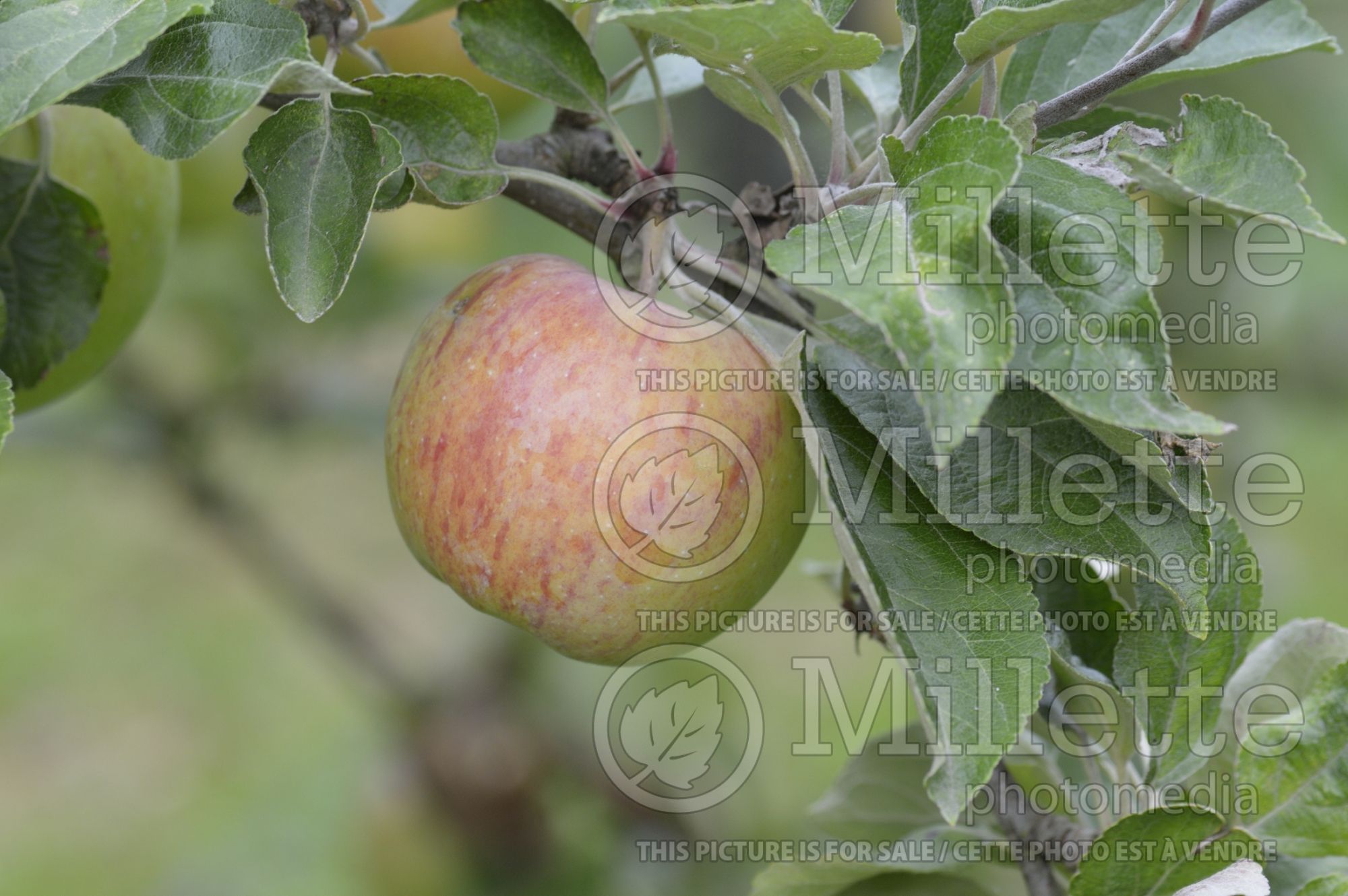Malus Crawley Beauty (Apple tree) 1