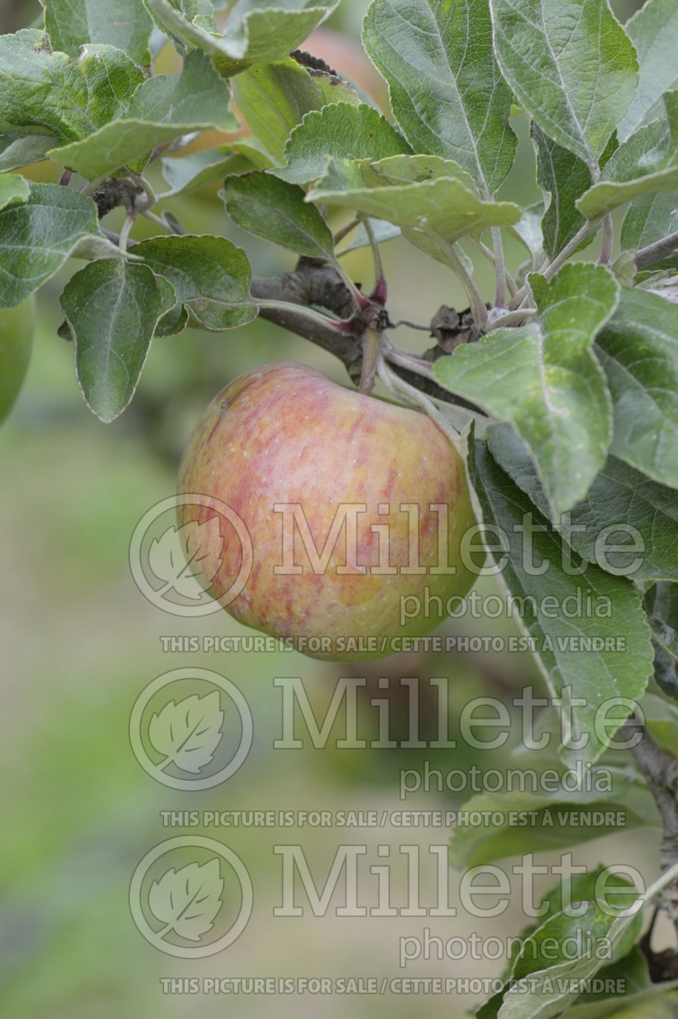 Malus Crawley Beauty (Apple tree) 2