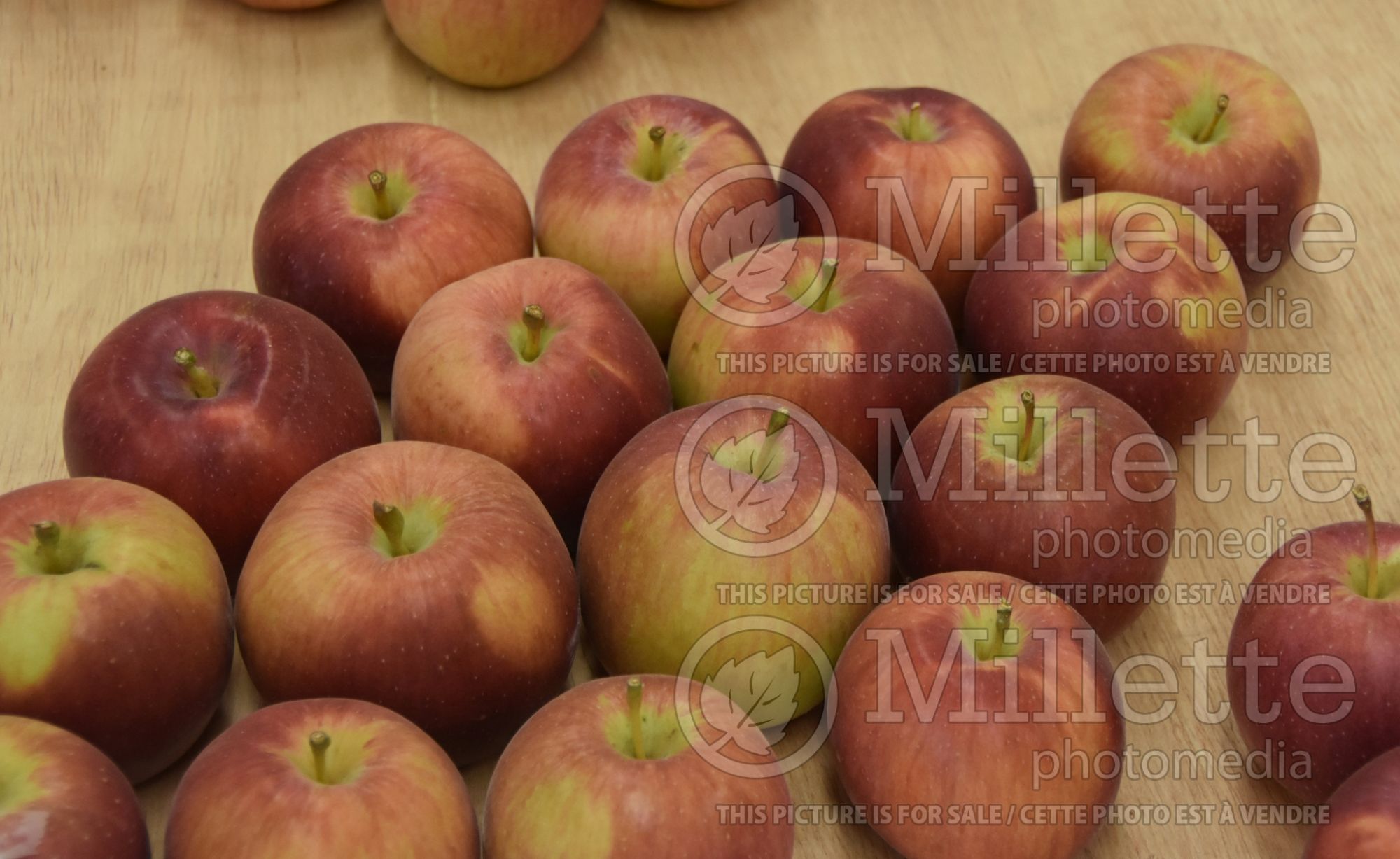 Malus Empire (Apple tree fruit) 5