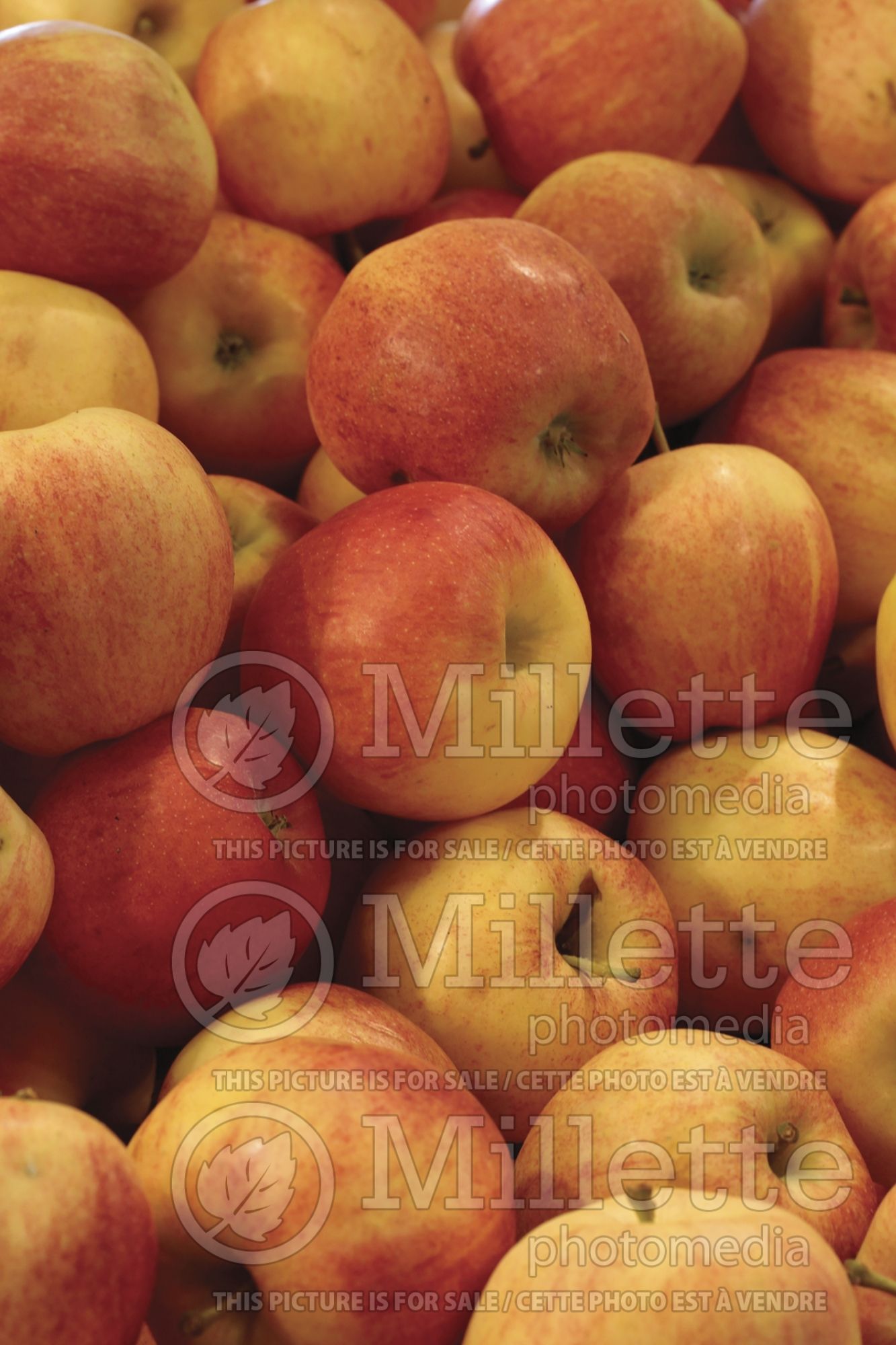Malus Gala (Apple tree) 5
