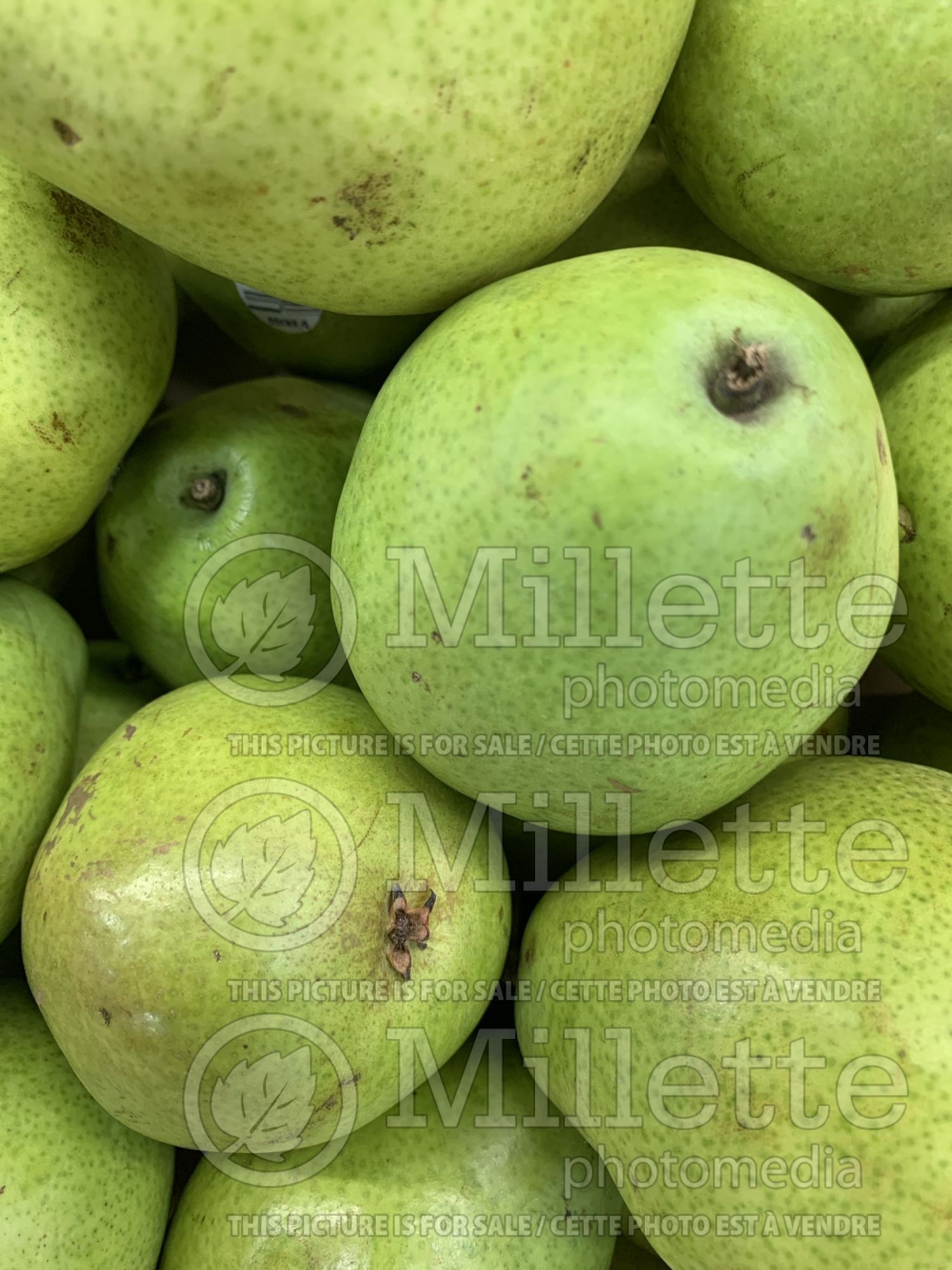 Malus Granny Smith (Apple tree) 4