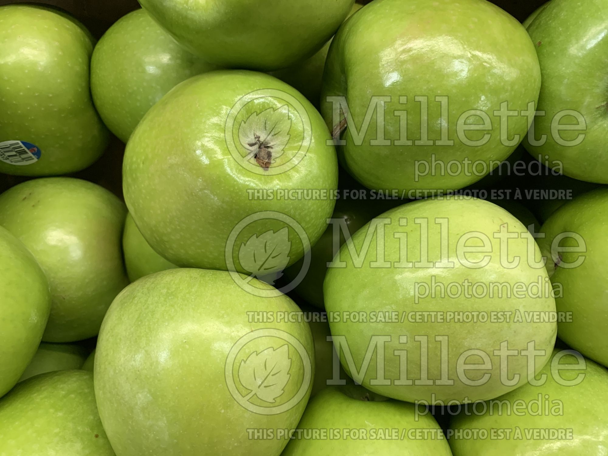 Malus Granny Smith (Apple tree) 5