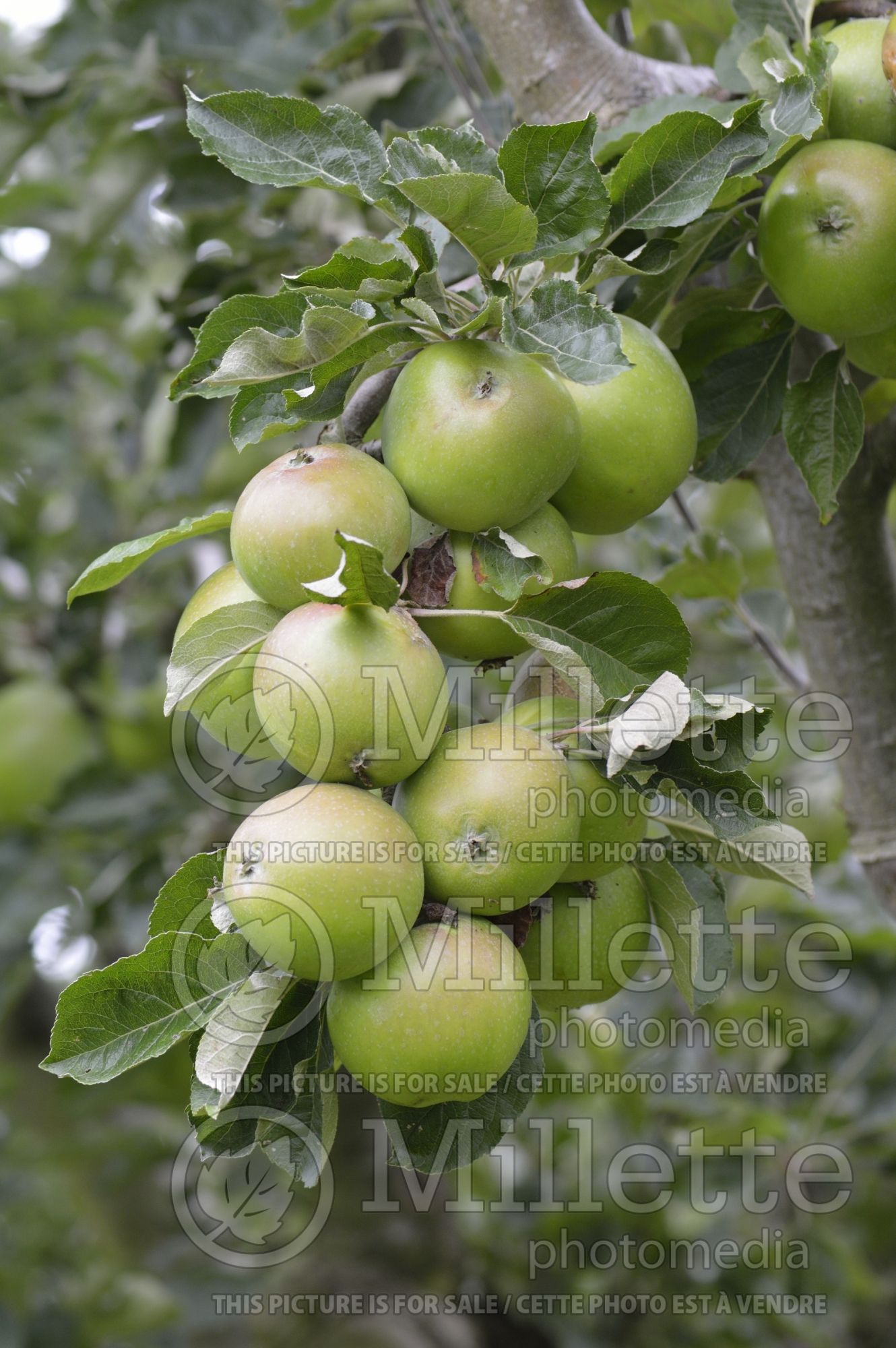 Malus Green Harvey (Apple tree) 1