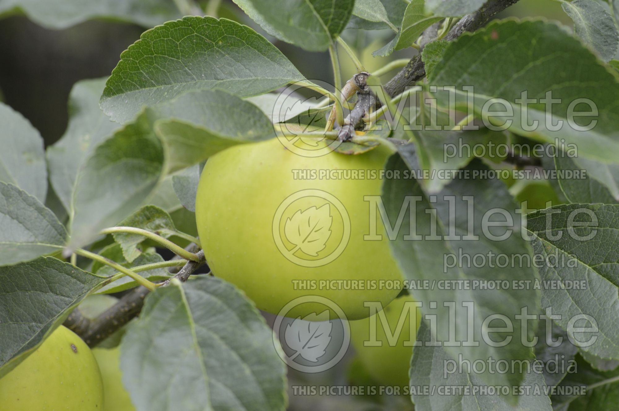 Malus Greensleeves (Apple tree) 2