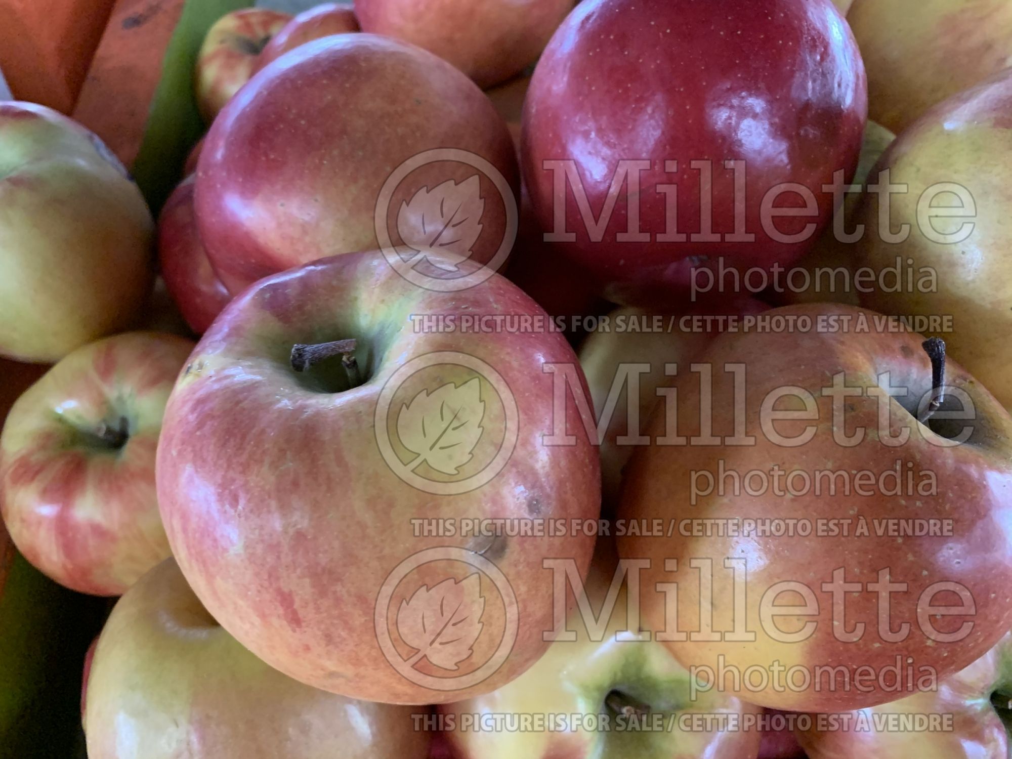 Malus Honeycrisp (apple) 12